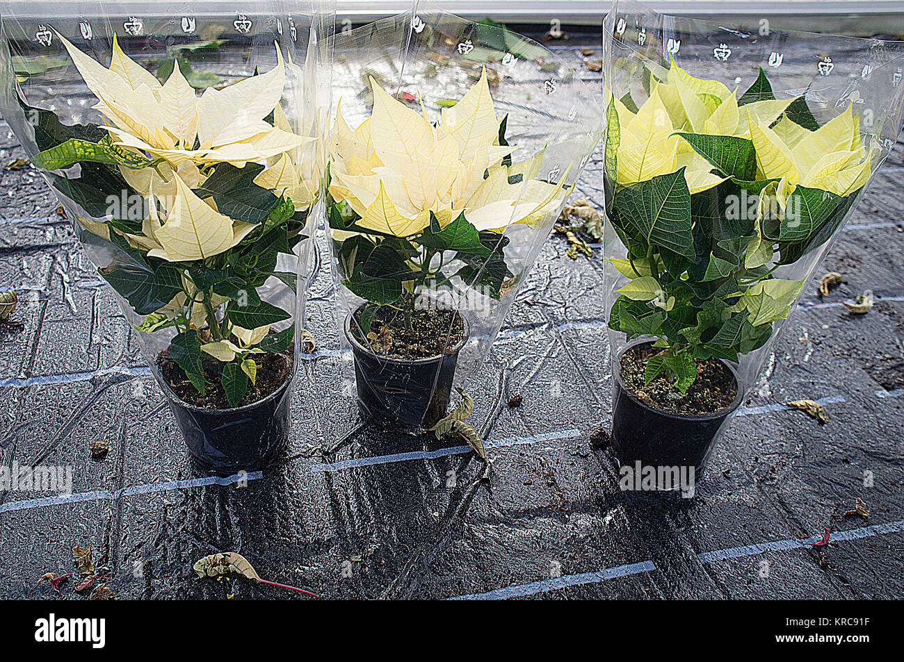 Fleur de Noël (Euphorbia pulcherrima), étoiles, gaz à effet de Banque D'Images