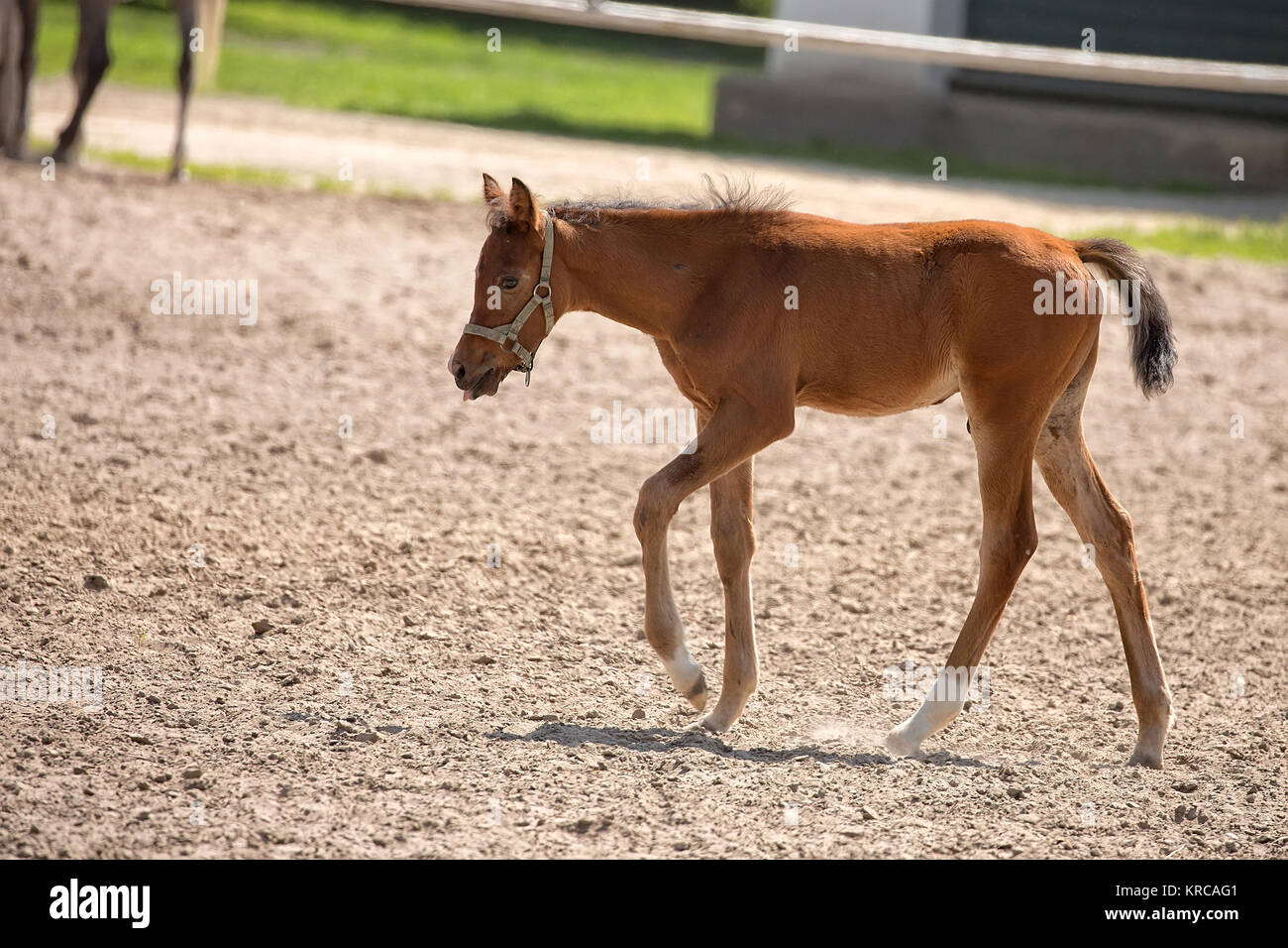 Colt dans le pré Banque D'Images