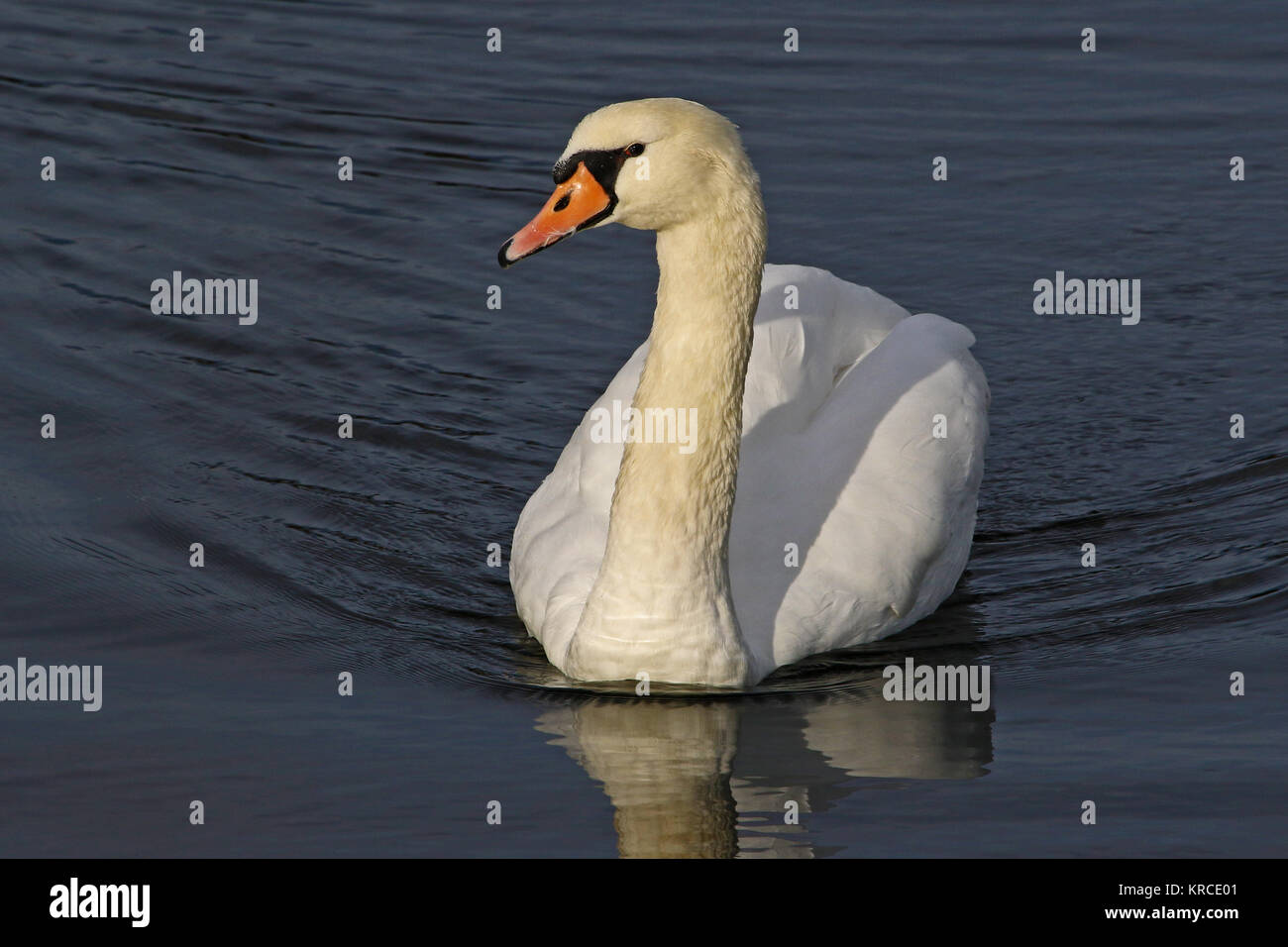 Cygne muet close up nom Latin Cygnus olor famille des anatidés nageant dans un lac du centre de l'Italie en décembre Banque D'Images