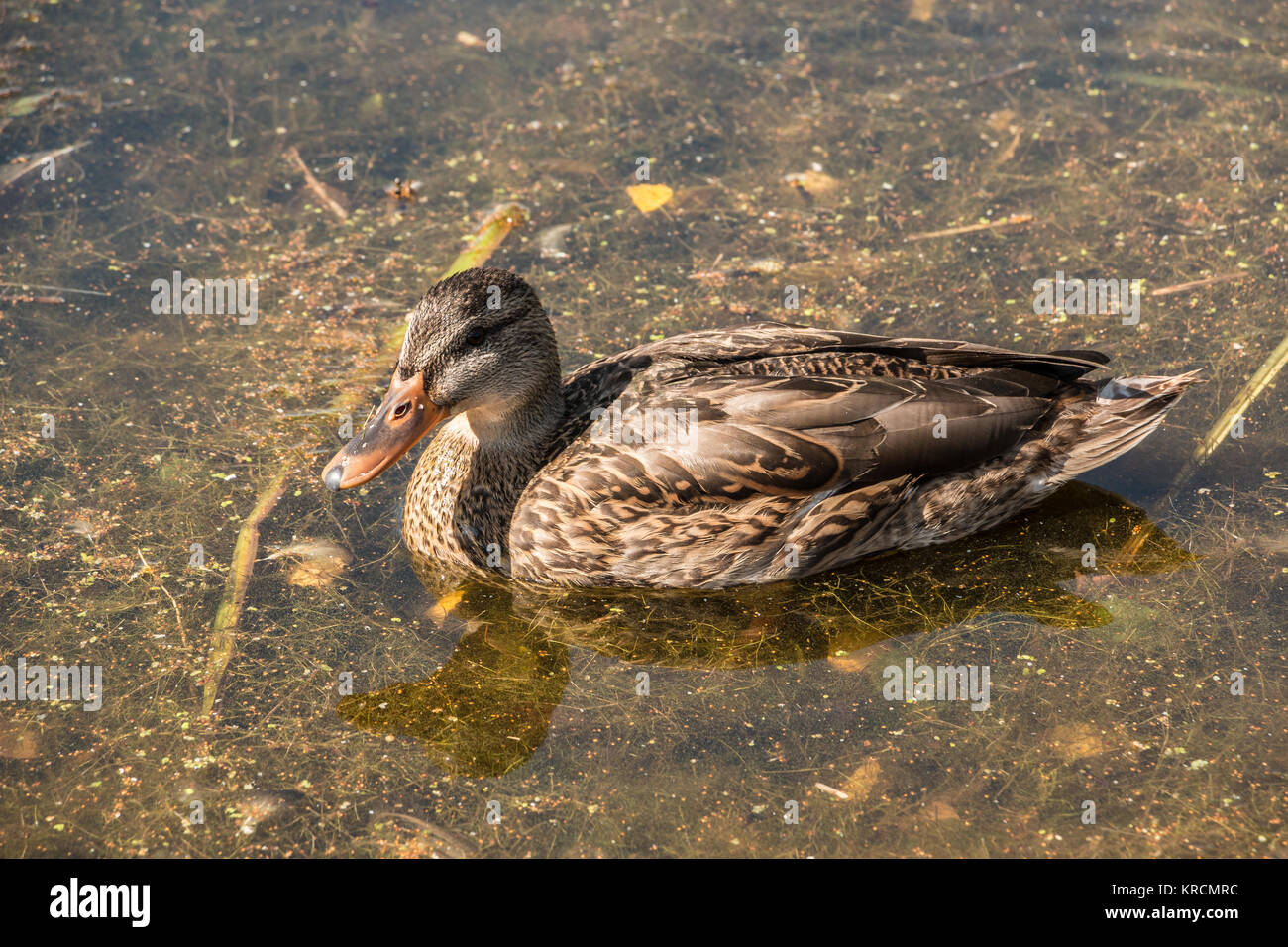 Piscine sur un canard solitaire brown lake Banque D'Images