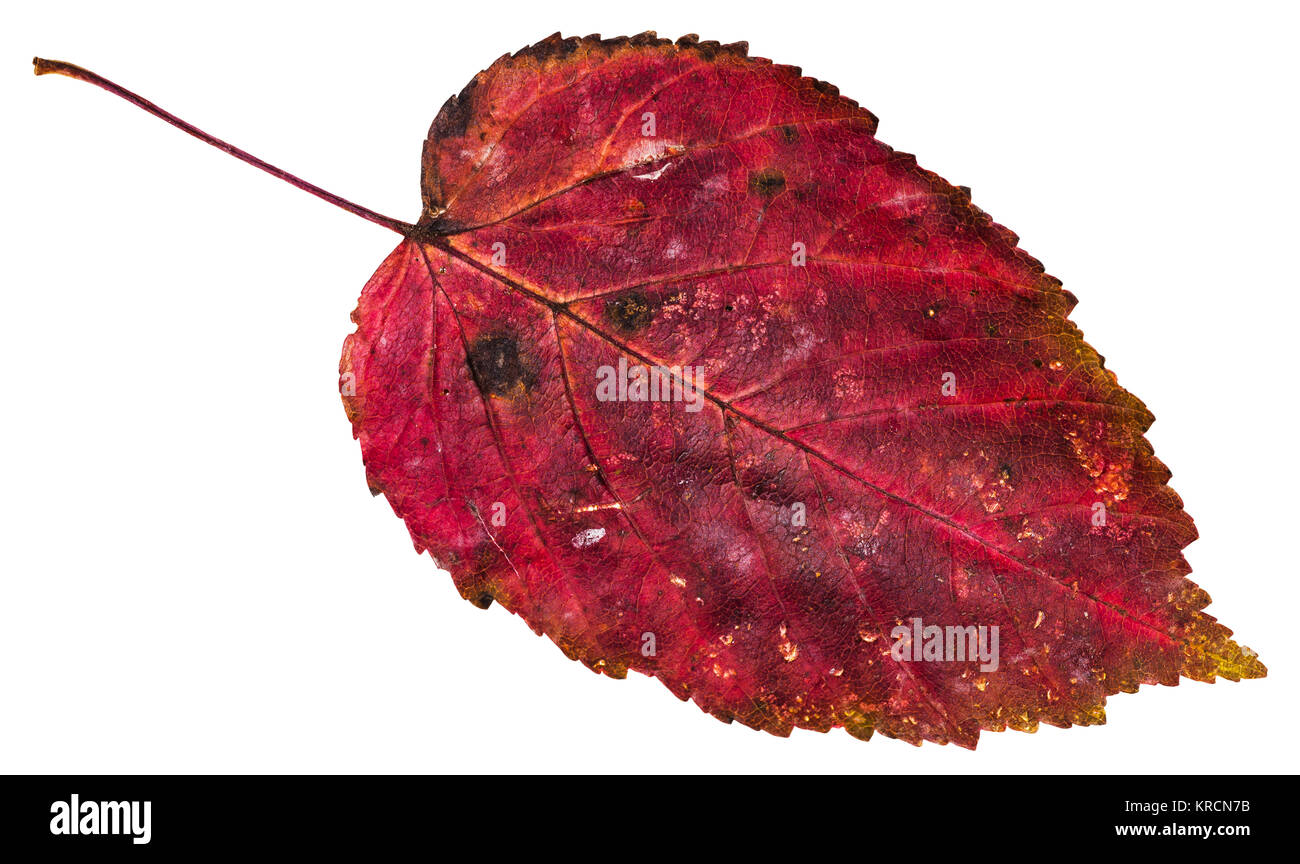 Red dead leaf de l'érable à feuilles de frêne isolé Banque D'Images