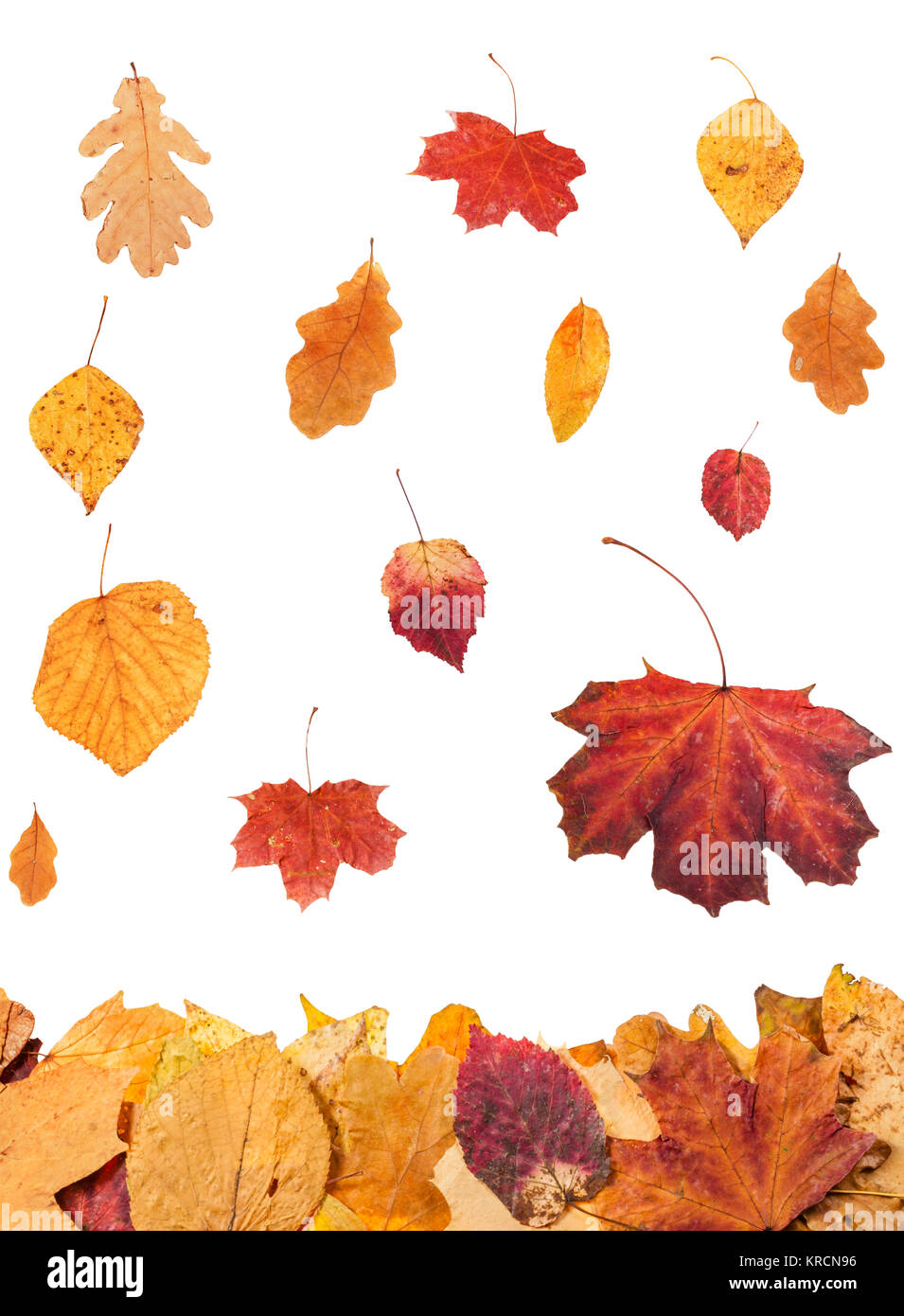 Collage de feuilles qui tombent isolated on white Photo Stock Alamy — free download