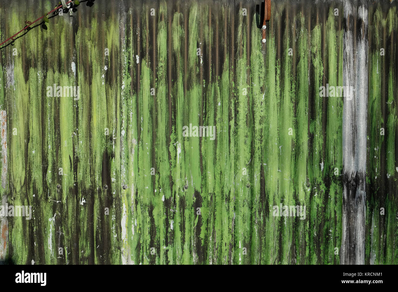 Mur de métal ondulé peint en vert Banque D'Images