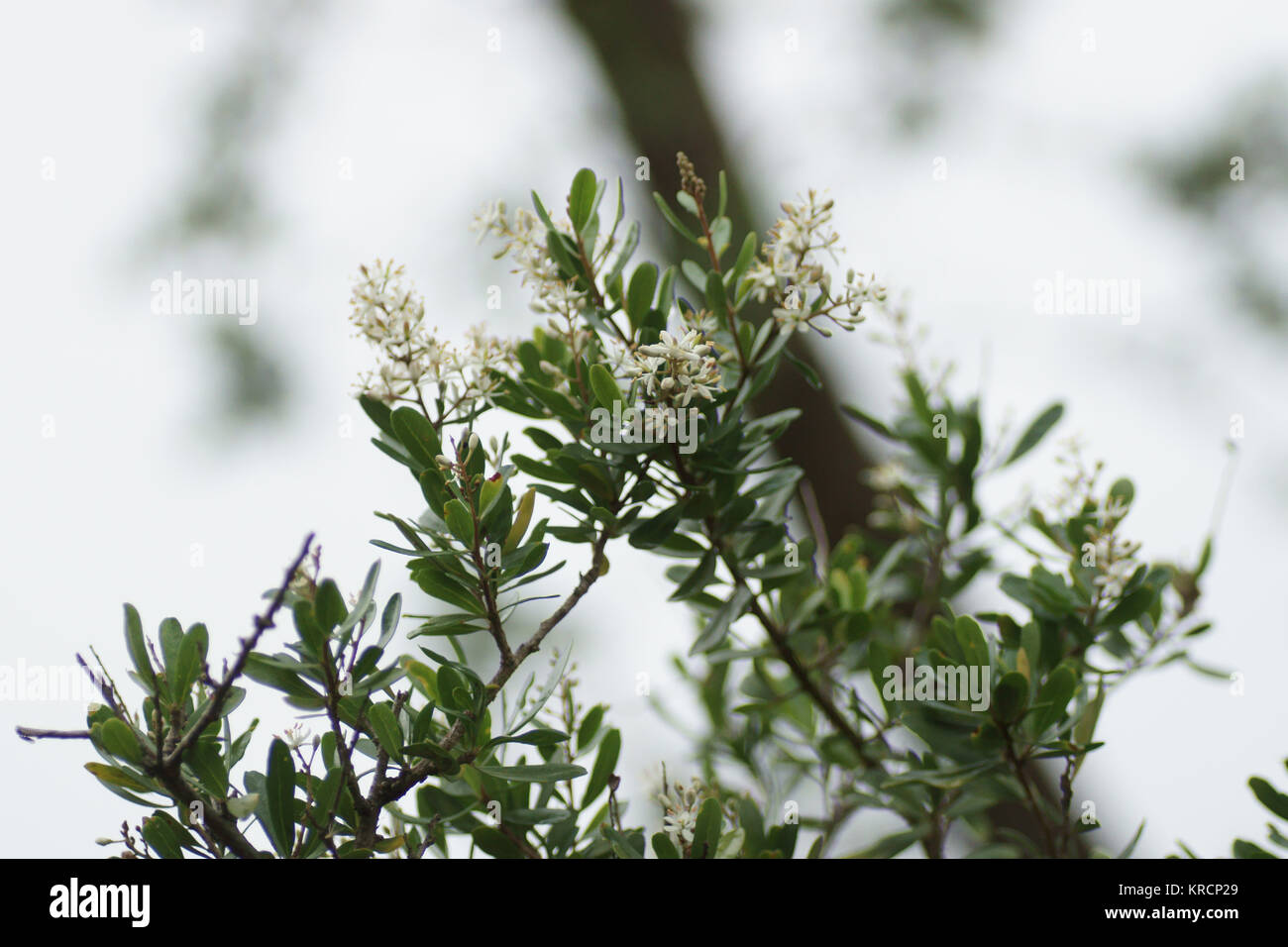 Australian Prunellier (Bursaria spinosa) Banque D'Images