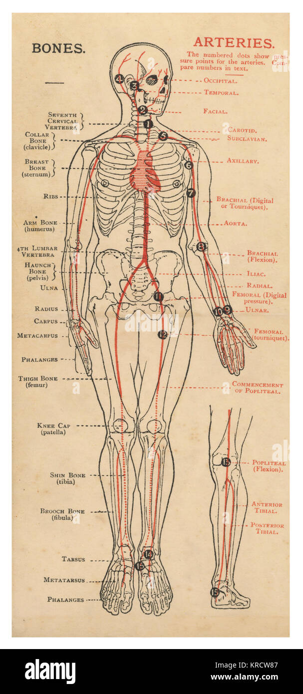 Un schéma du corps humain, avec des détails des os et des artères. Date : 1908 Banque D'Images