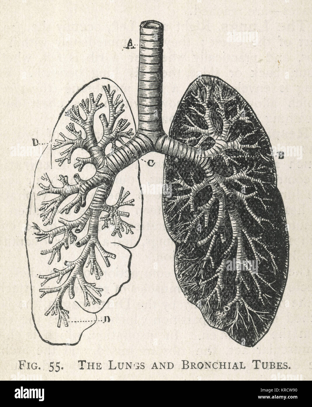 Un diagramme des poumons et des bronches, avec une section de la trachée. Date : 1908 Banque D'Images
