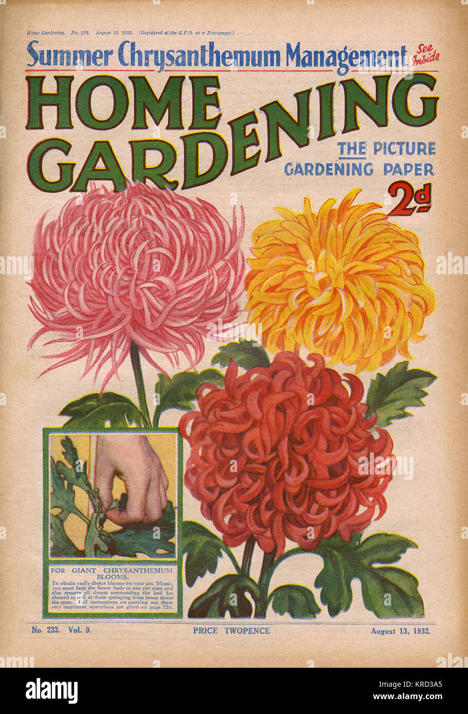 Couverture du magazine de jardinage Accueil doté d''un impressionnant étalage de fleurs de chrysanthème, et un petit diagramme des conseils sur l'amont des bourgeons pour assurer une grande fleur par tige. Date : 1932 Banque D'Images