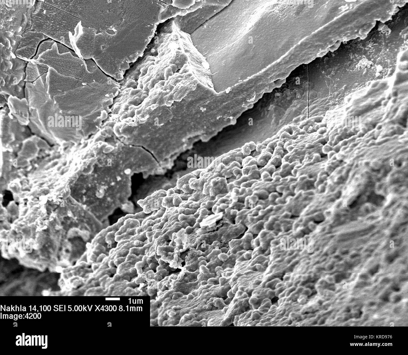 Nakhla - 4200e-1 plusieurs couches de remplissage crack exposés lorsque une puce de Nakhla a été examiné au microscope électronique à balayage. Une couche a une surface très cahoteuse, et ces bosses ressemblent à une colonie d'microbacteria fossilisés. Certains des bosses arrondies sont préservés dans le haut de la surface et de ressembler à personne et sphériques ovoïdes-microbes en forme. D'autres sont partiellement intégrés dans la matrice sous-jacente. 407307jsc2009E243550 principal Banque D'Images
