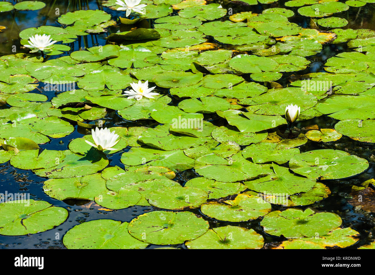 Nénuphar vert et de fleurs blanches sur l'étang. Banque D'Images