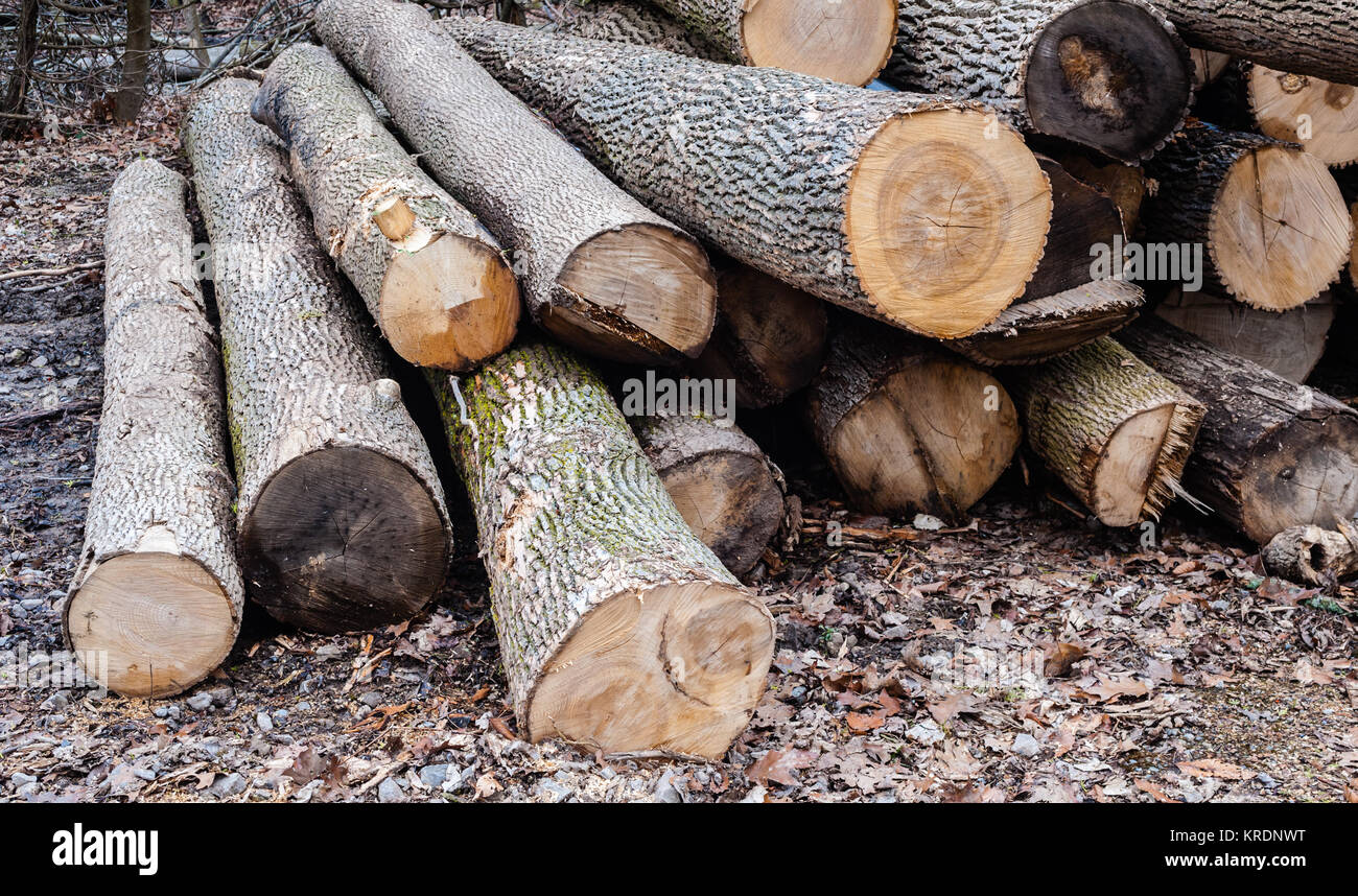Cut tree logs stacked inégalement sur le sol. Banque D'Images