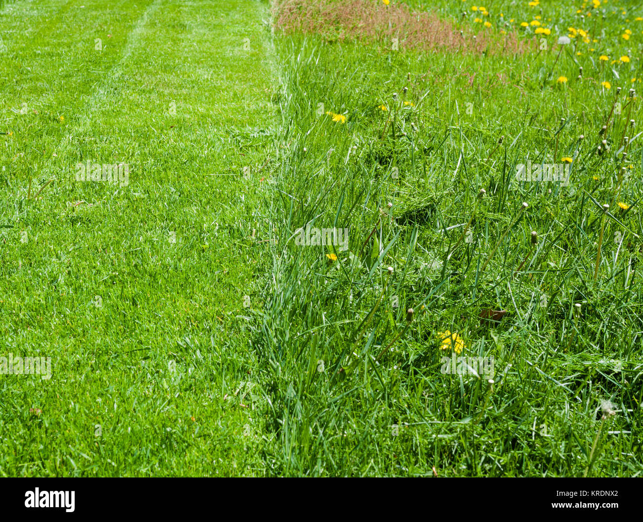 La moitié de l'herbe verte pelouse tondue. Banque D'Images