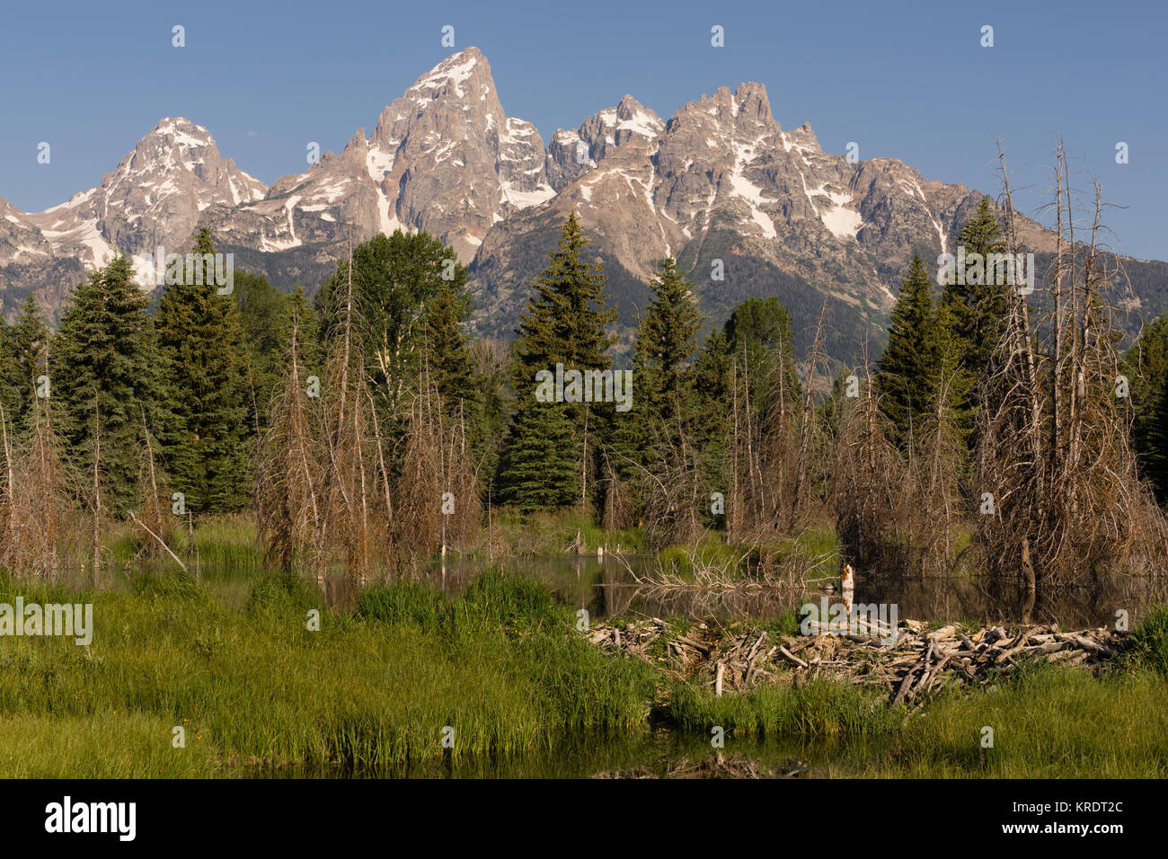 Barrage de castor Lac Forêt Teton National Park Wyoming Banque D'Images