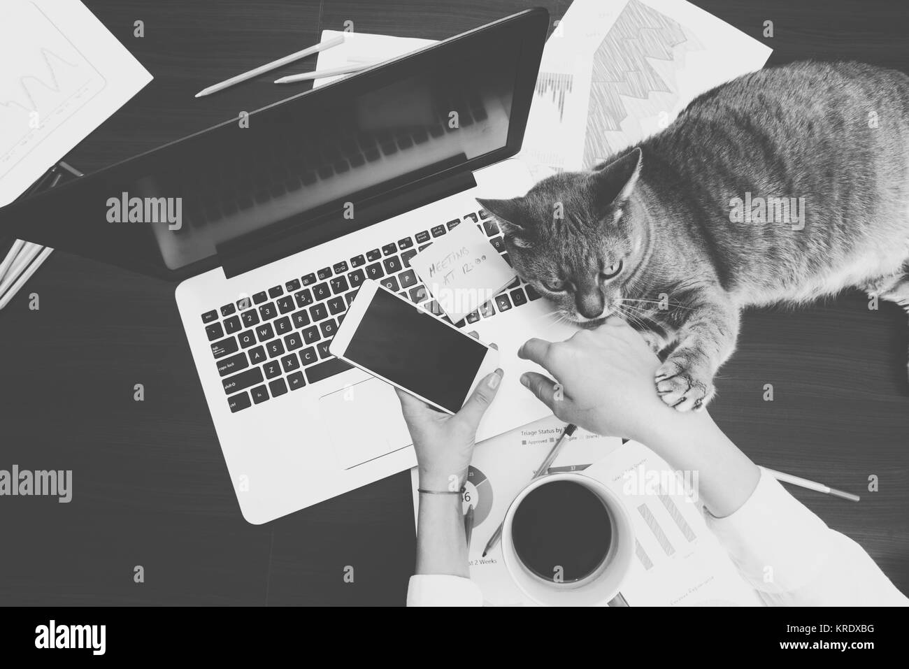 Concept de travail - fille avec son chat assintant au bureau Banque D'Images