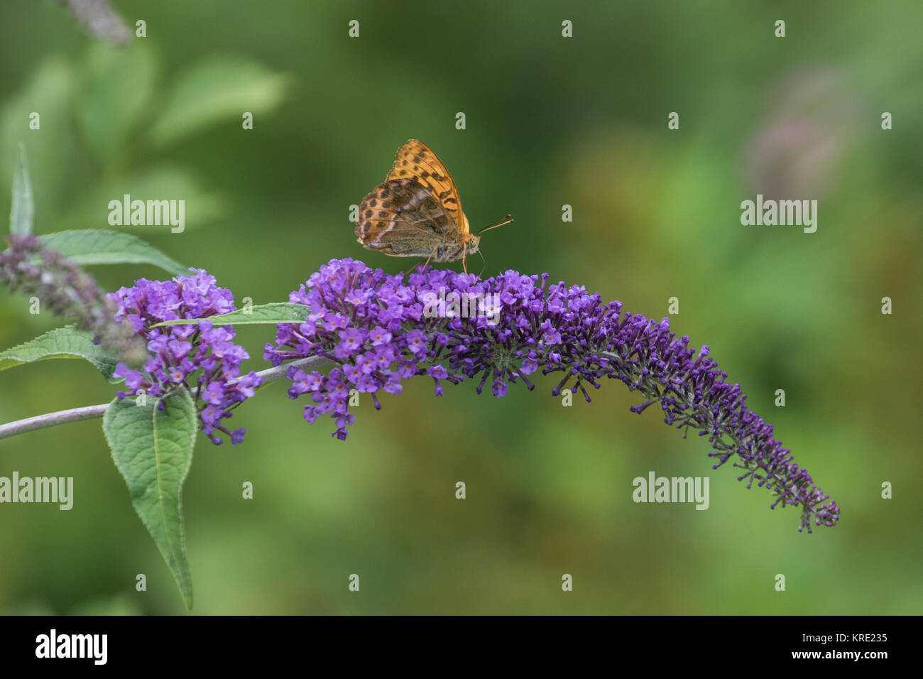 Silver-lavé fritillary (Argynnis paphia. Sur un Buddleja ( ou Buddleia ), communément connu sous le nom de l'arbre aux papillons, Banque D'Images