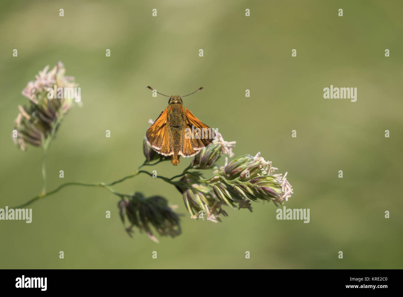 Petit Patron (Thymelicus sylvestris) papillon sur la tête de l'herbe Banque D'Images