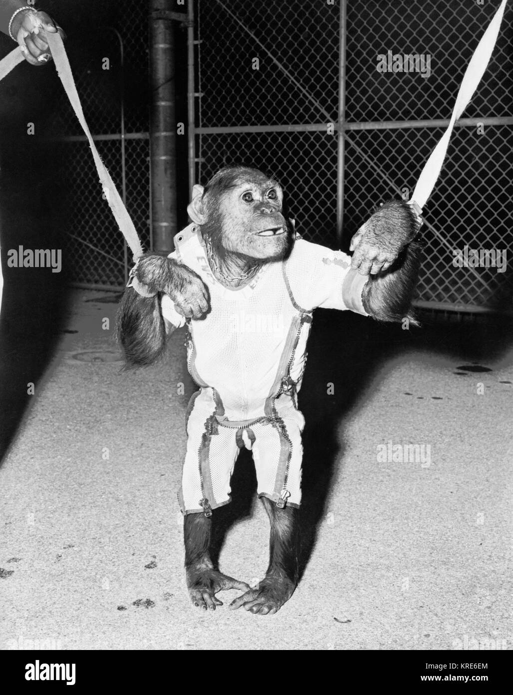 Chimpanzé Enos Banque D'Images