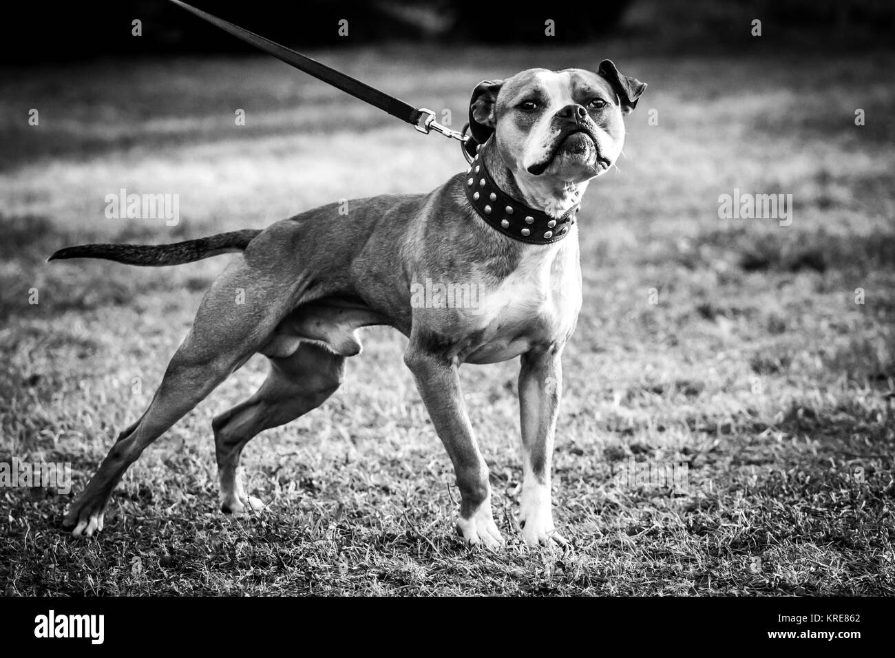 Chien de type Bulldog avec collier rivet Banque D'Images