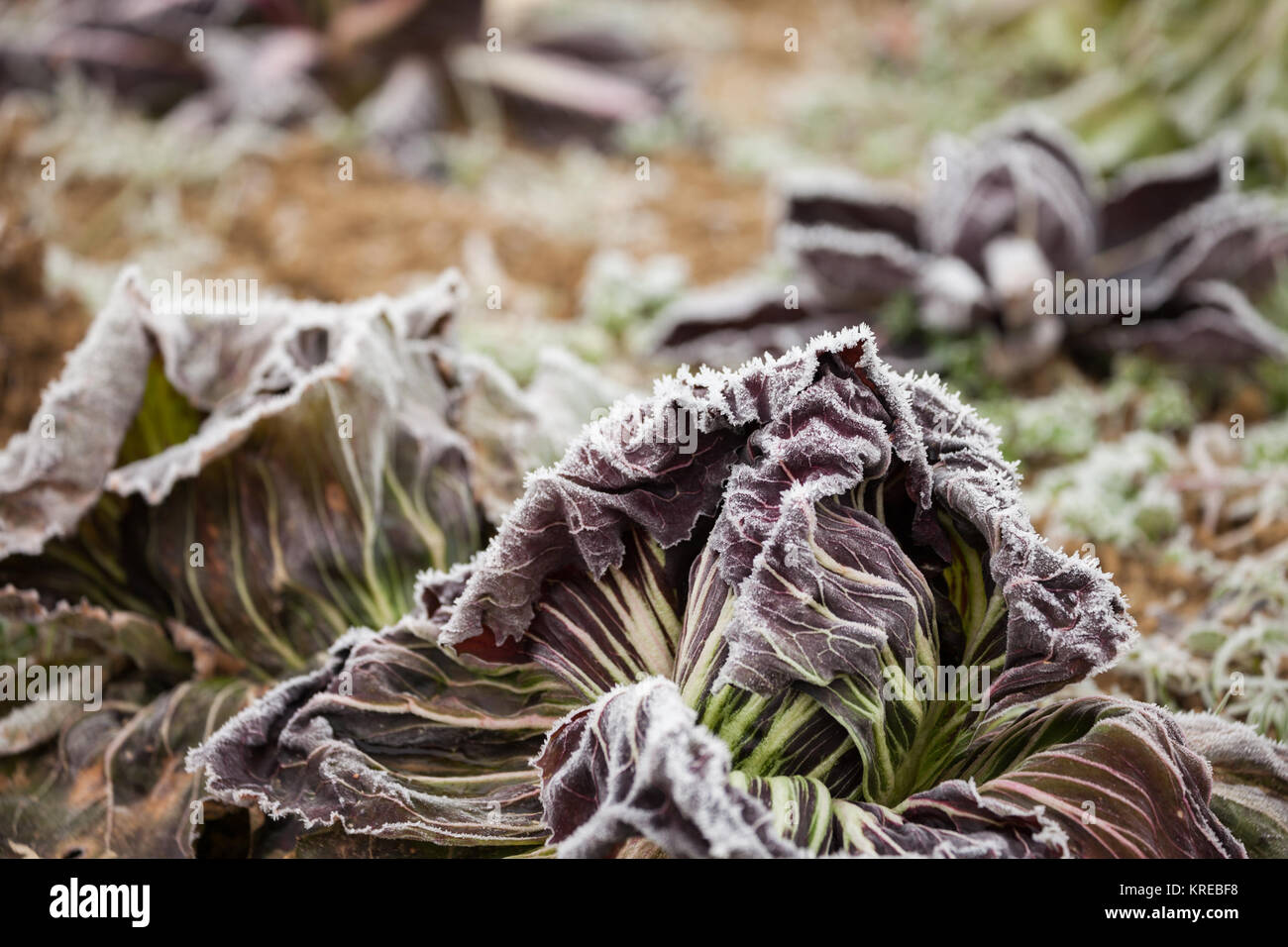 Salade de gel après une nuit froide en hiver Banque D'Images