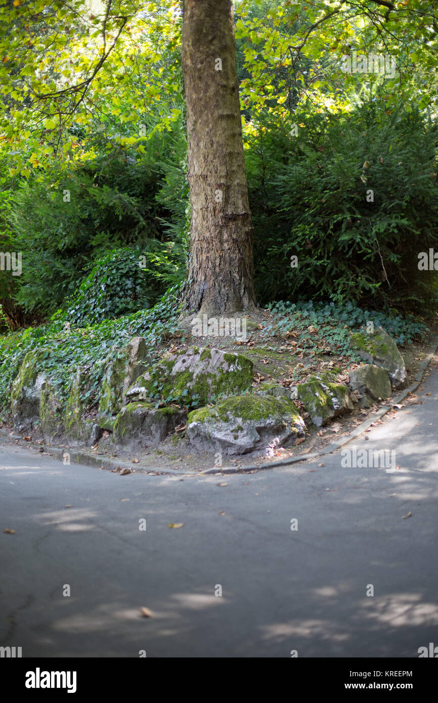Droite ou gauche ? Une fourchette dans la forêt Banque D'Images