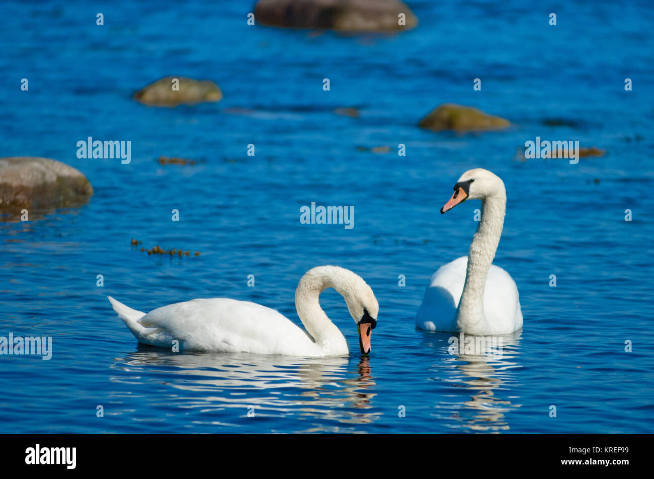 Couple de cygnes blancs Banque D'Images