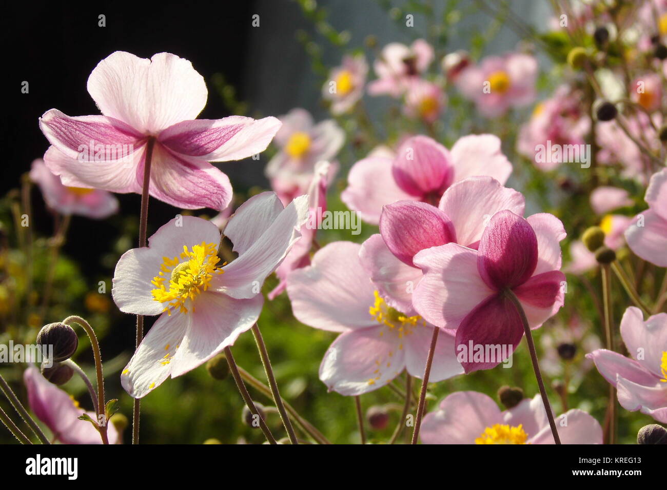 fleurs dans la lumière Banque D'Images