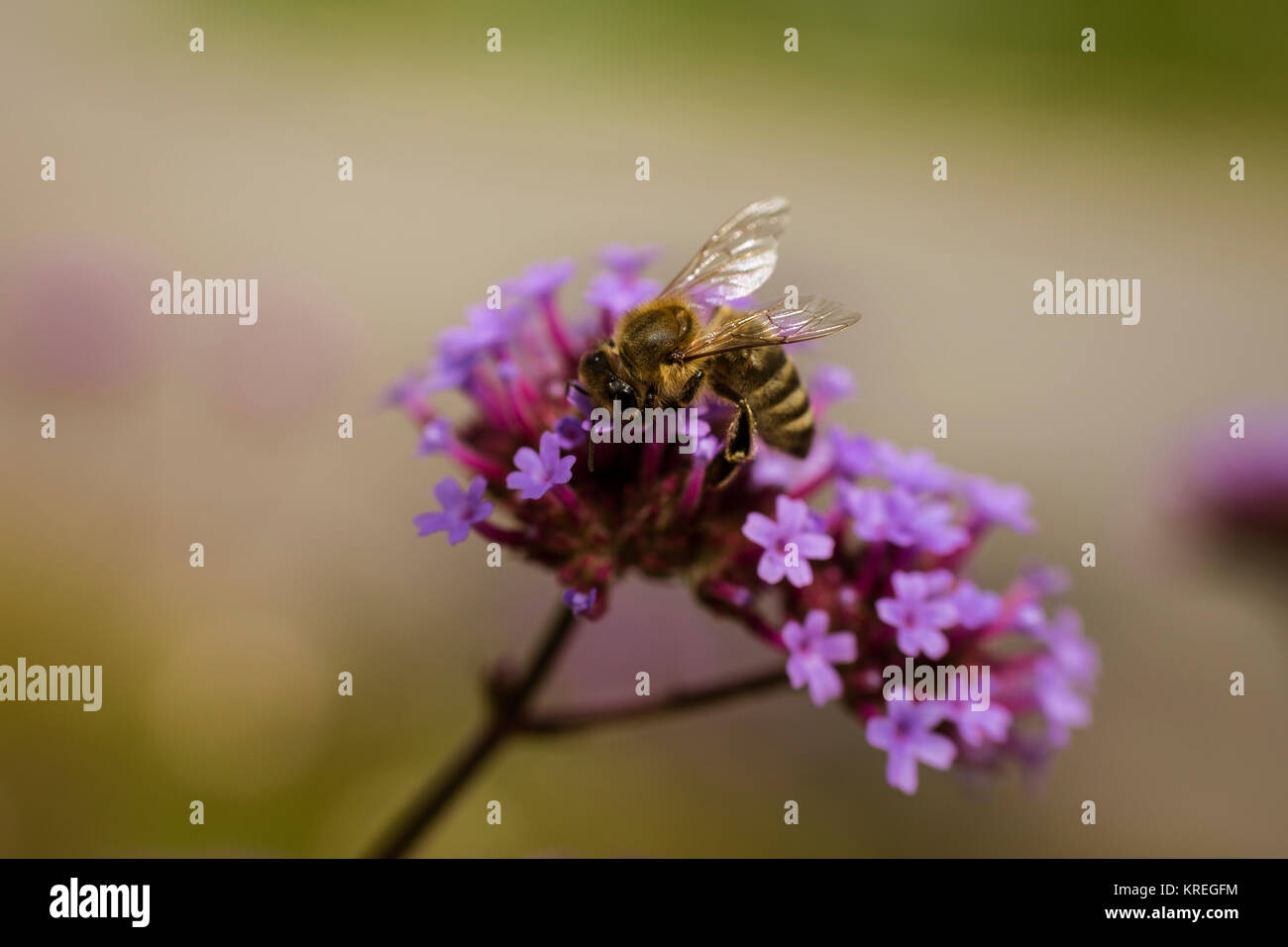 photo macro de l'abeille sur la fleur pourpre Banque D'Images