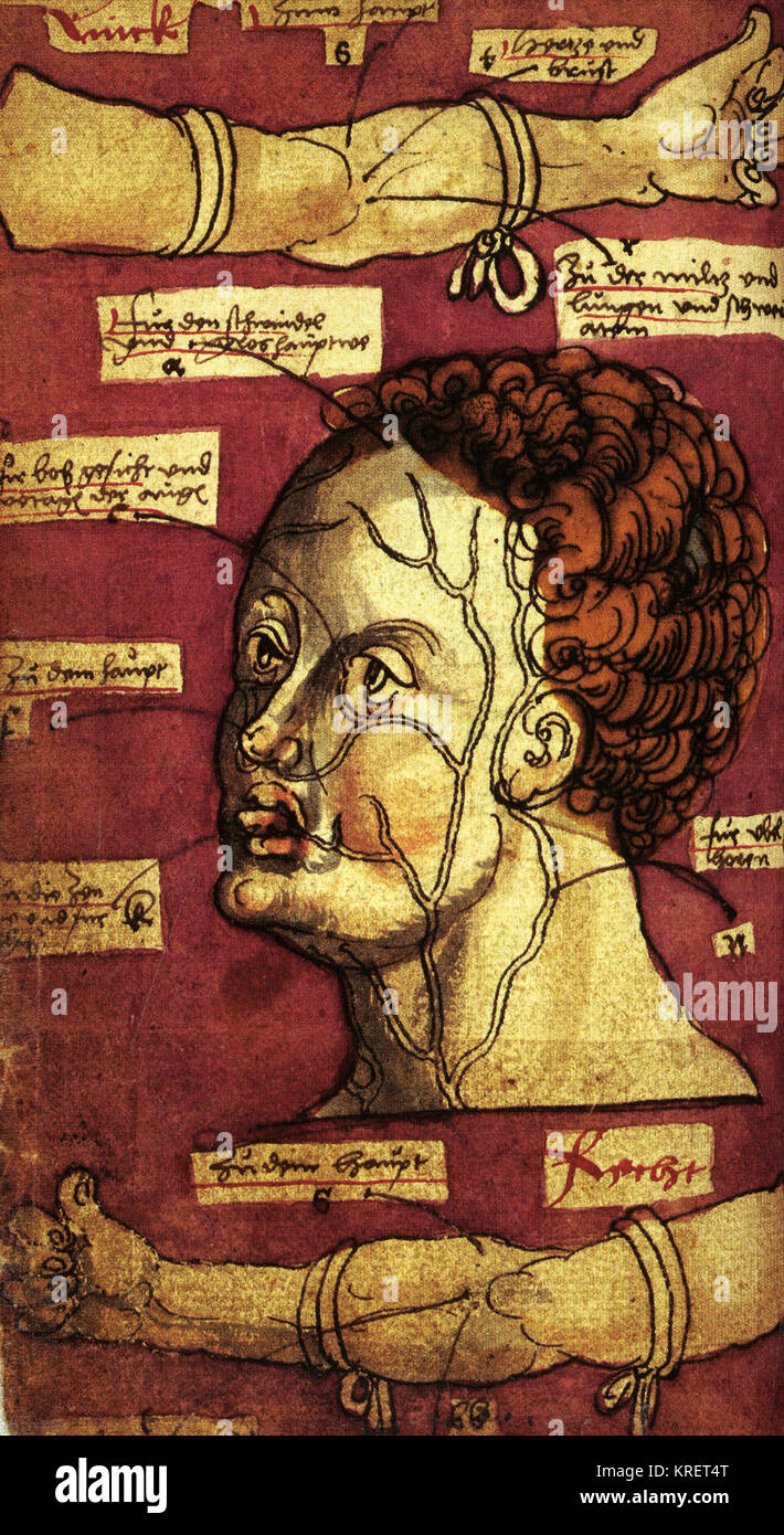 Veines de la tête et des bras Banque D'Images