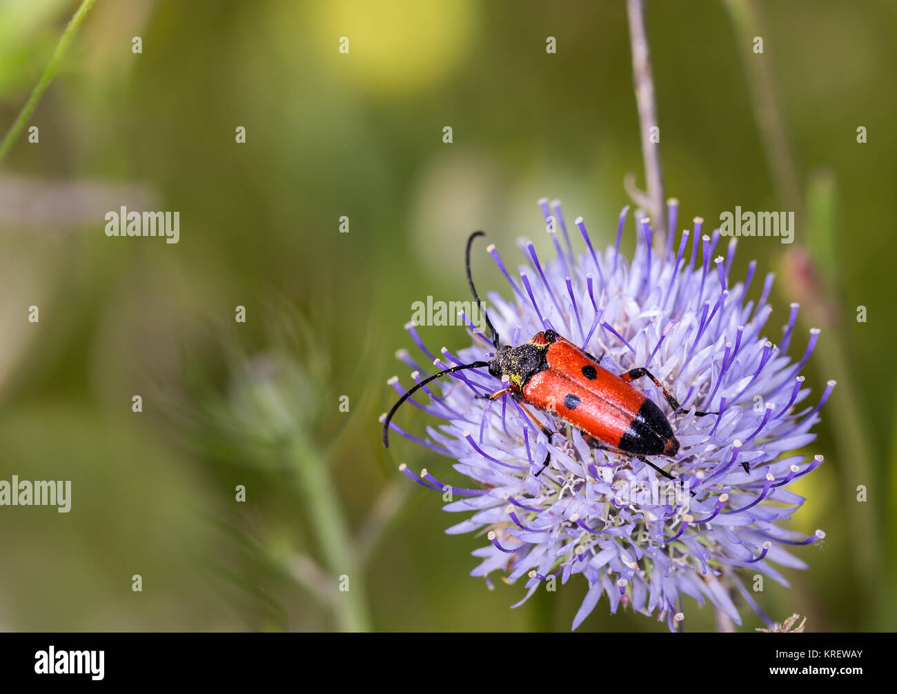 Beetle photographiés dans leur environnement naturel. Banque D'Images