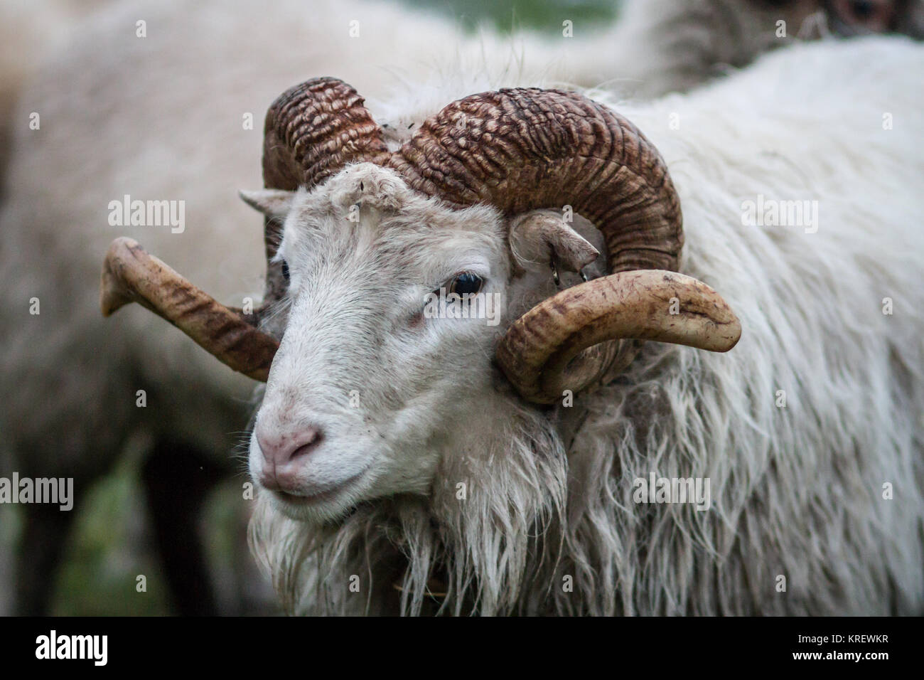 Skudde/ Skudden ram - Gravement menacée d'ancienne race de mouton (Ovis gmelini bélier) Banque D'Images
