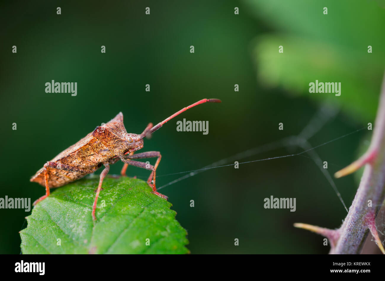 Bug photographiés dans leur environnement naturel. Banque D'Images