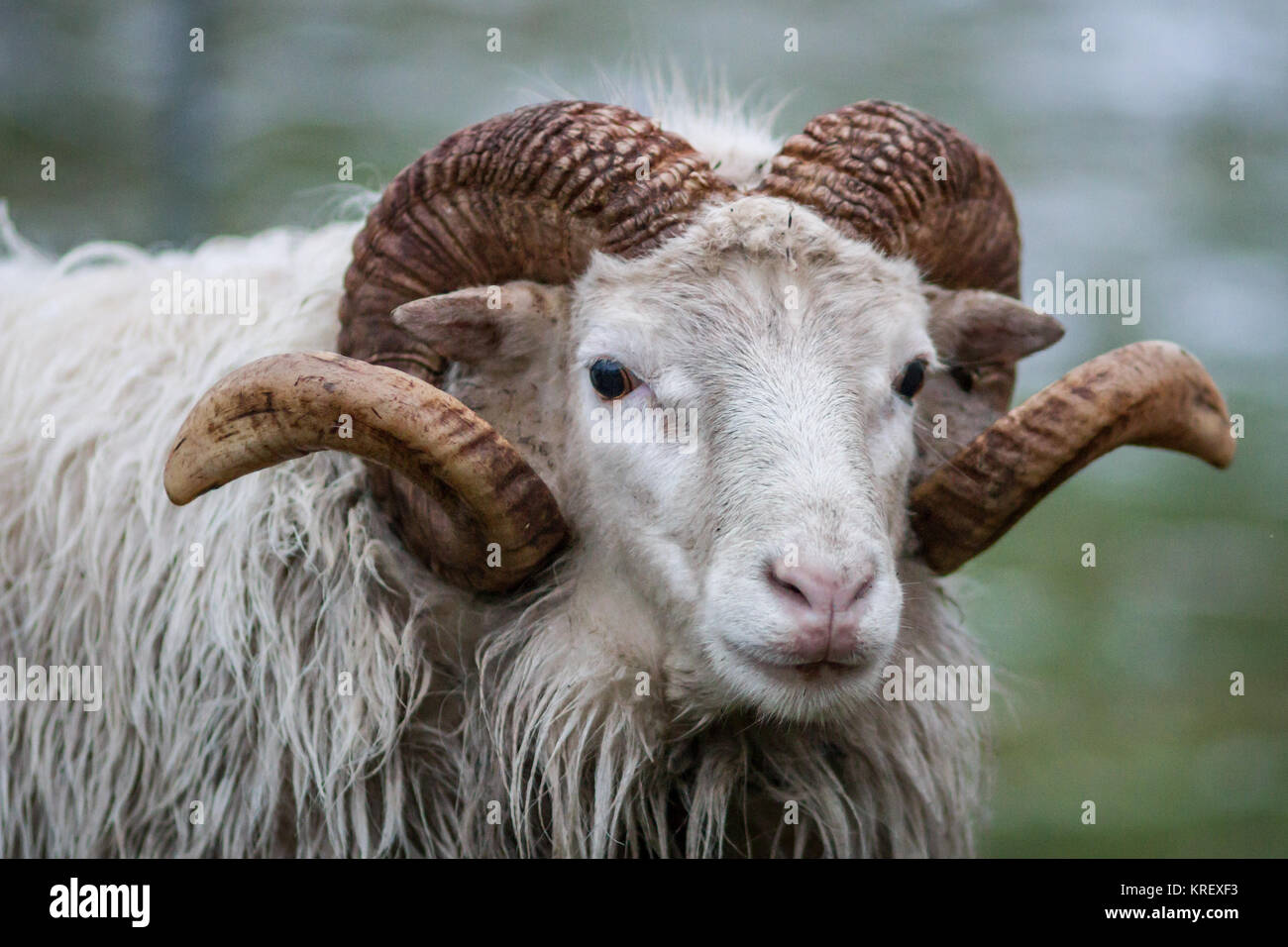 Skudde/ Skudden ram - Gravement menacée d'ancienne race de mouton (Ovis gmelini bélier) Banque D'Images
