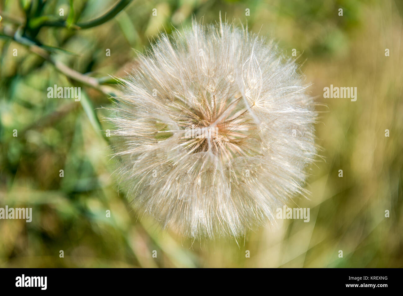 Le voir de très près de pissenlit dans le seul Grand Tetons National Park, Wyoming, comté de Teton Banque D'Images