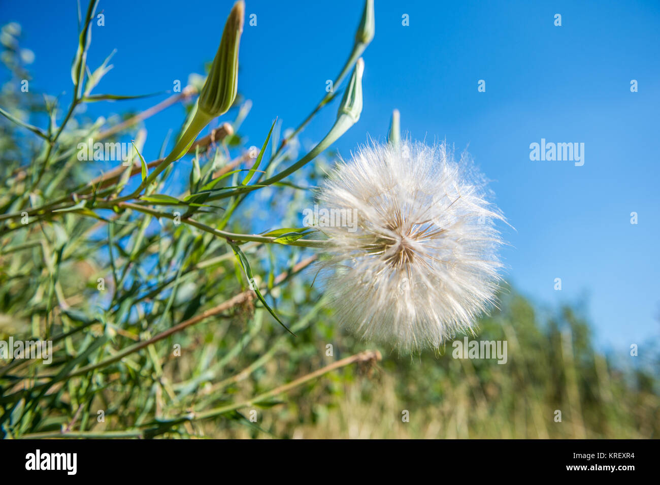 Le voir de très près de pissenlit dans le seul Grand Tetons National Park, Wyoming, comté de Teton Banque D'Images