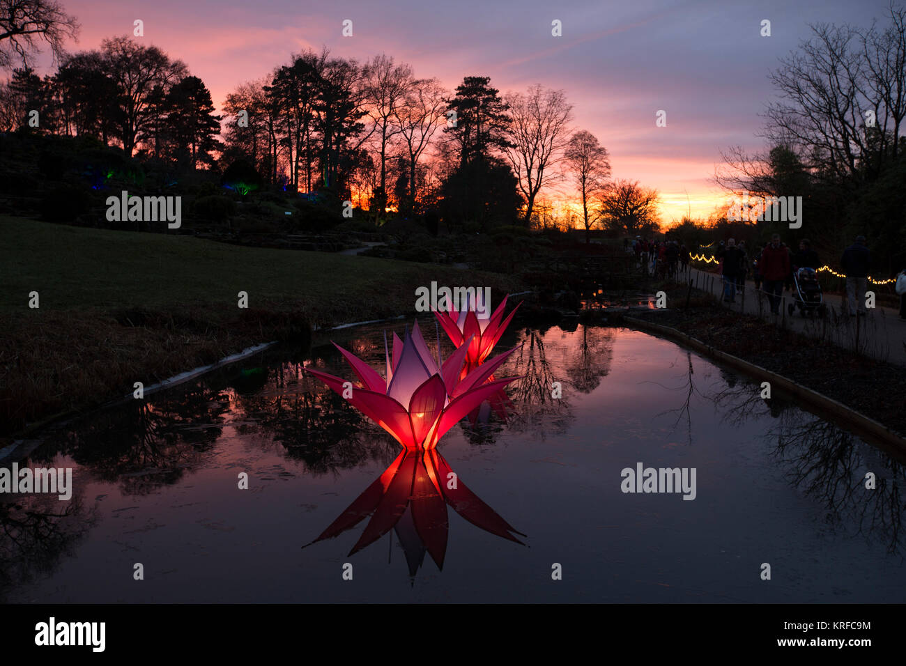 Surrey, UK. 19 Décembre, 2017. Wisley Royal Horticultural Society's Noël magique Glow événement, Surrey, Angleterre, Royaume-Uni. Déc 19, 2017. RHS Wisley brille cette saison de fête dans le cadre de ses bougies de Noël événement. L'un des meilleurs jardins dans le monde a magnifiquement éclairé de ses jardins avec lumières et installations pour Noël. Crédit : Jeff Gilbert/Alamy Live News Banque D'Images