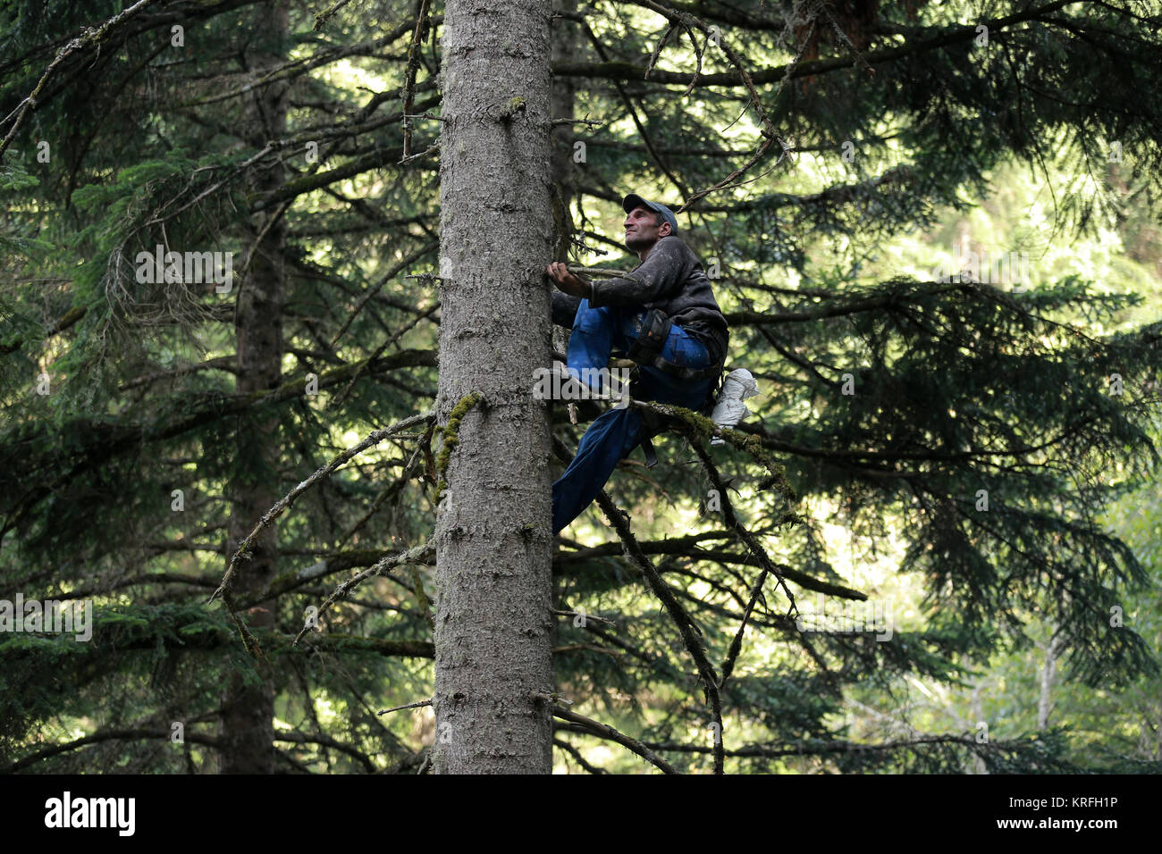 Sélecteur de Pinecone Michail Murusidse escalade un sapin du Caucase afin de récolter des pommes de pins du haut dans le district Racha-Lechkhumi dans l'ouest de la Géorgie, le 21 septembre 2017. En Géorgie, dans le Caucase, de faire croître le plus haut les sapins, d'où descendent des arbres de Noël d'Europe. Les hommes de la région, la récolte des cônes prix chaque automne, tandis que leurs familles craignent pour leur vie. Photo : afp/Meladse Mirian Banque D'Images