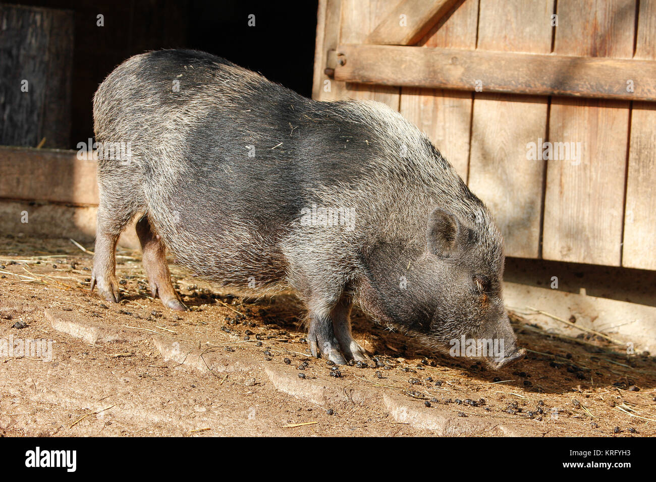 mini-cochon dans l'écurie Banque D'Images