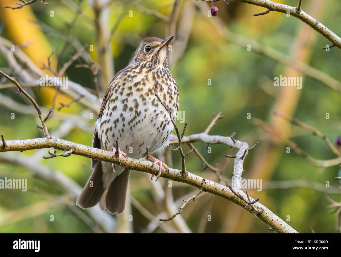 Grive musicienne (Turdus philomelos) perché sur une brindille en hiver dans le West Sussex, Angleterre, Royaume-Uni. Banque D'Images