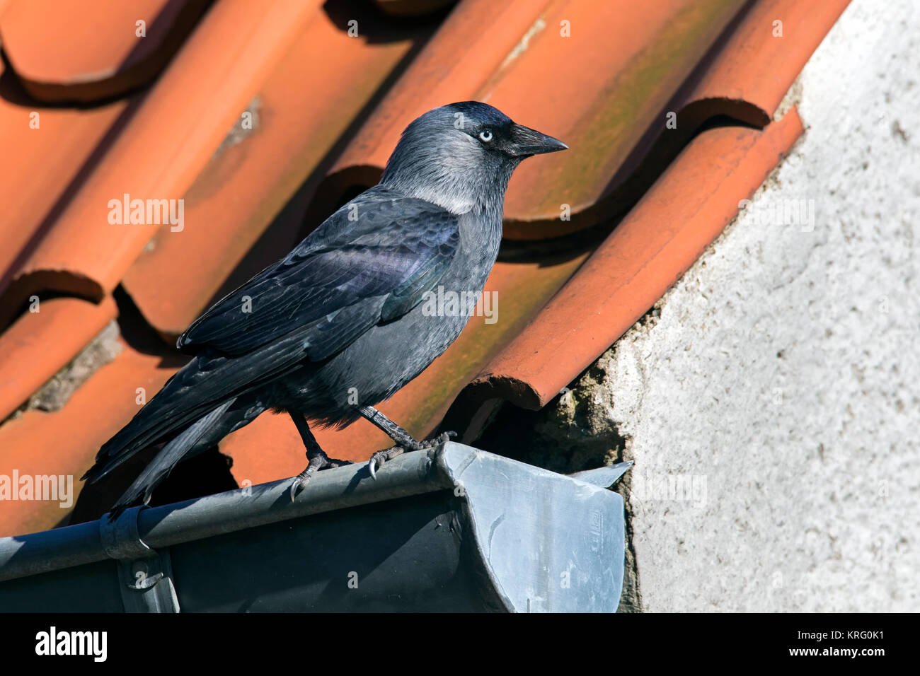Western Jackdaw Choucas / européenne (Corvus monedula / Coloeus monedula) perché sur le toit gouttière du house Banque D'Images
