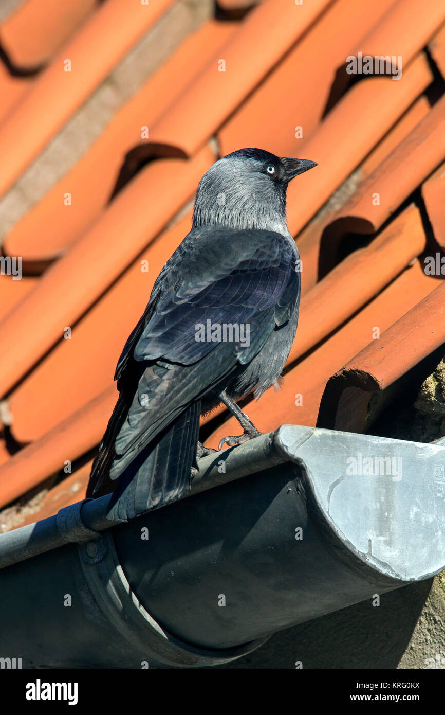 Western Jackdaw Choucas / européenne (Corvus monedula / Coloeus monedula) perché sur le toit gouttière du house Banque D'Images