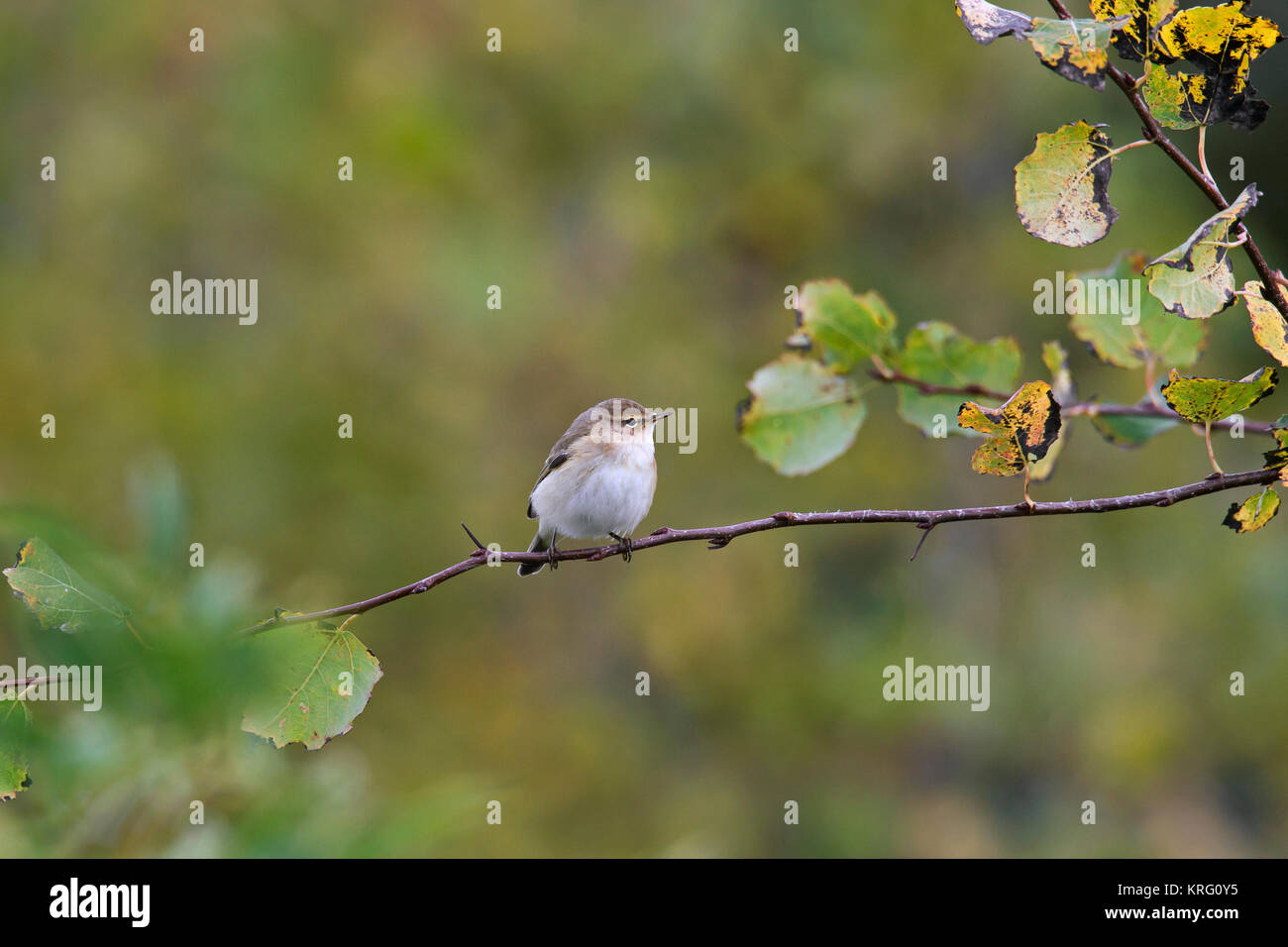 « Récent de Sibérie (Phylloscopus collybita tristis / Merops tristis) perché dans l'arbre en automne, la Suède Banque D'Images