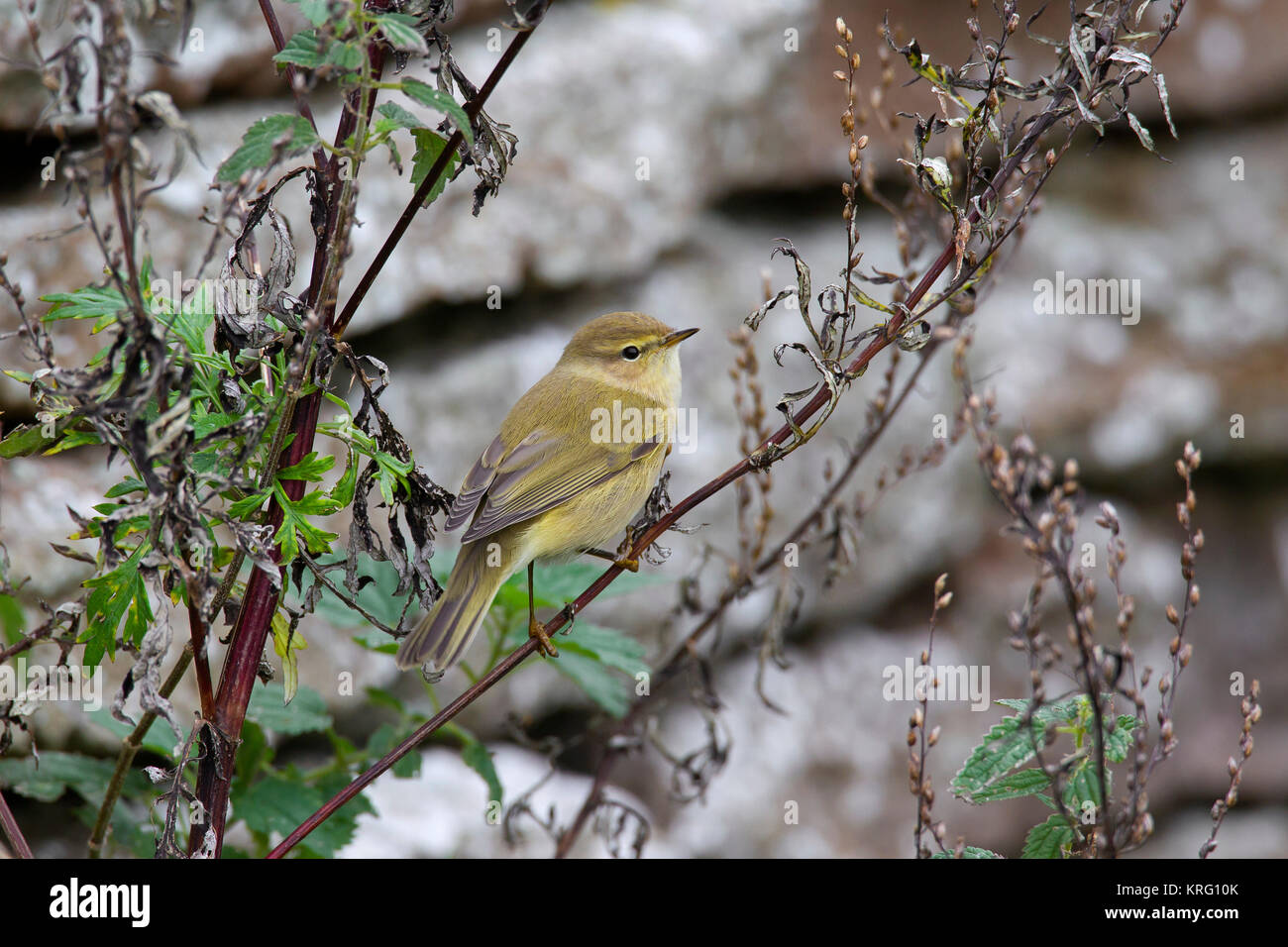 « Récent de Sibérie (Phylloscopus collybita tristis / Merops tristis) perché dans l'arbre en automne, la Suède Banque D'Images