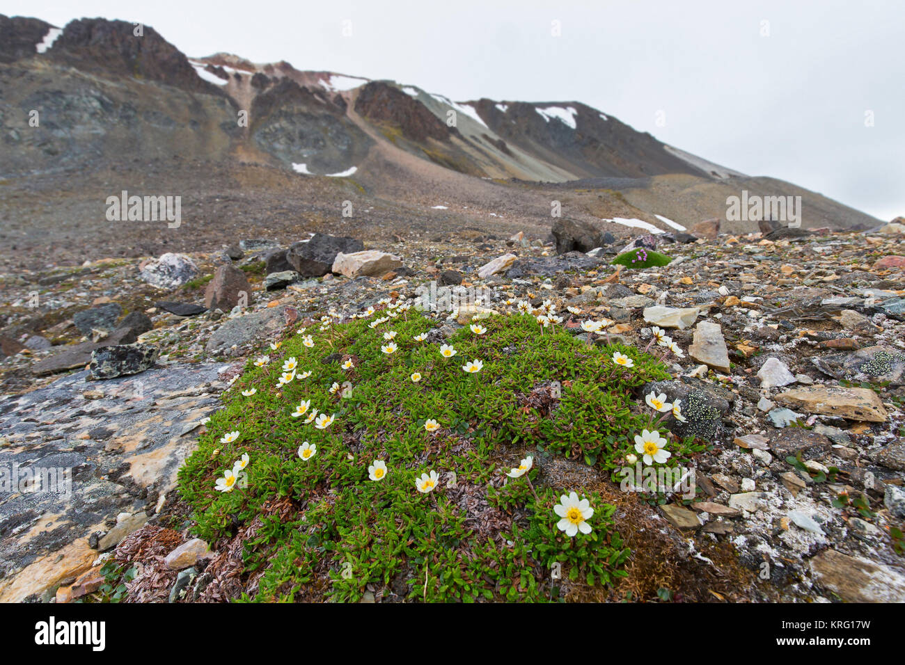La dryade / eightpetal-Mountain Avens / blanc / blanc (dryade dryas Dryas octopetala) en fleur, Svalbard, Norvège Spitzberg / Banque D'Images