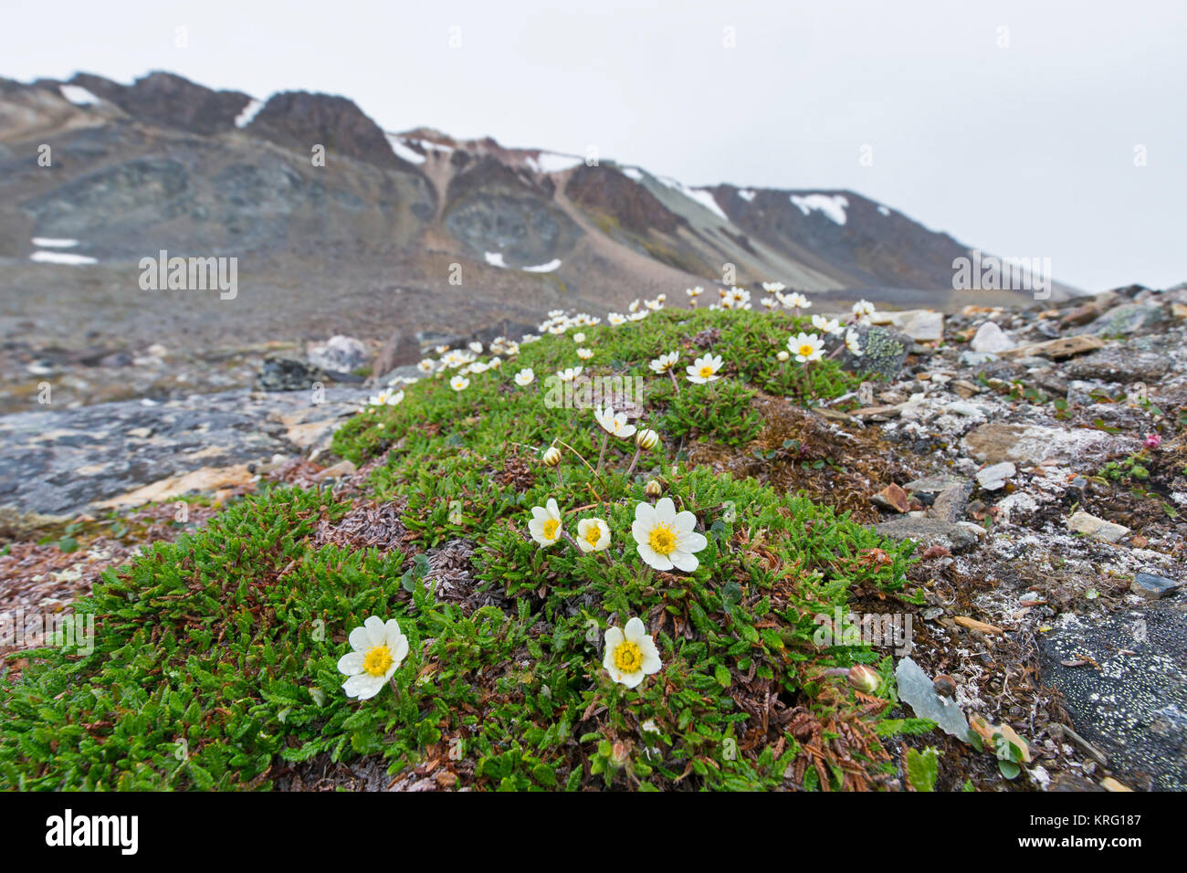 La dryade / eightpetal-Mountain Avens / blanc / blanc (dryade dryas Dryas octopetala) en fleur, Svalbard, Norvège Spitzberg / Banque D'Images