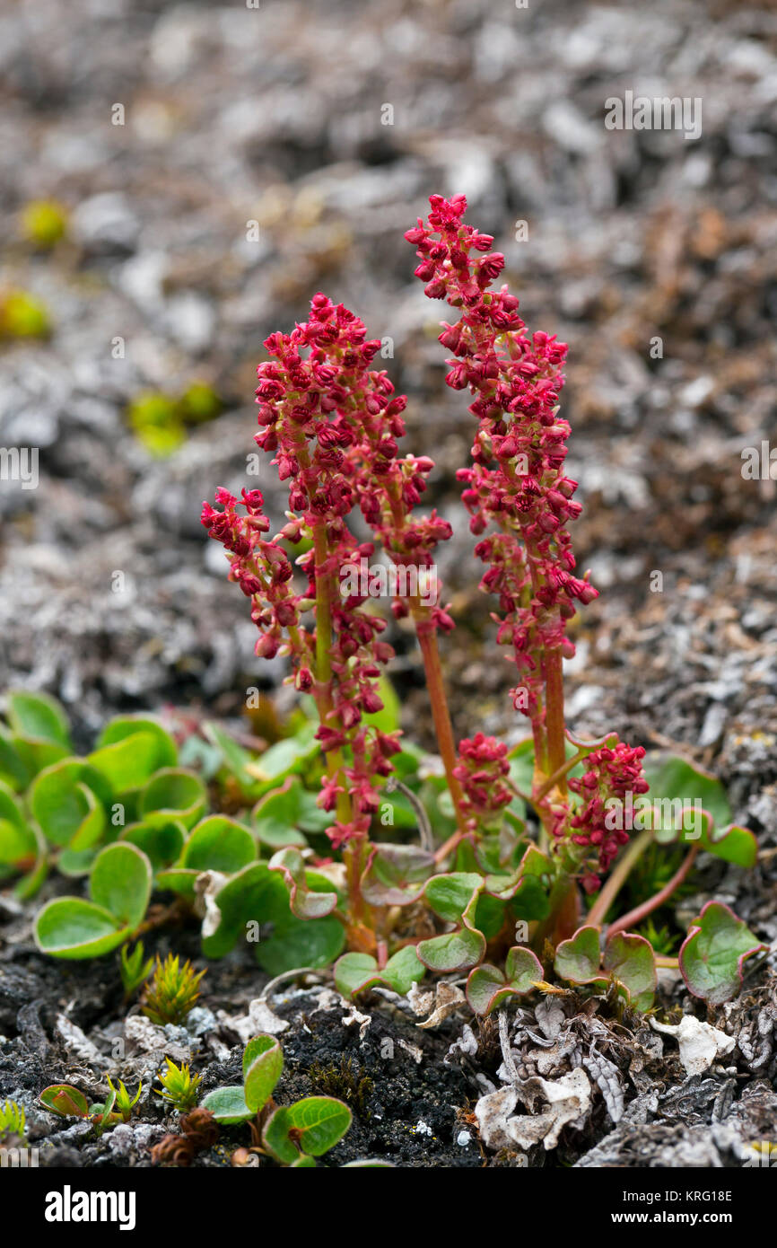 Mountain sorrel / l'oxalide petite oseille / Alpine / Alpine mountain-sorrel (digyna Oxyria) en fleur sur la toundra arctique Banque D'Images
