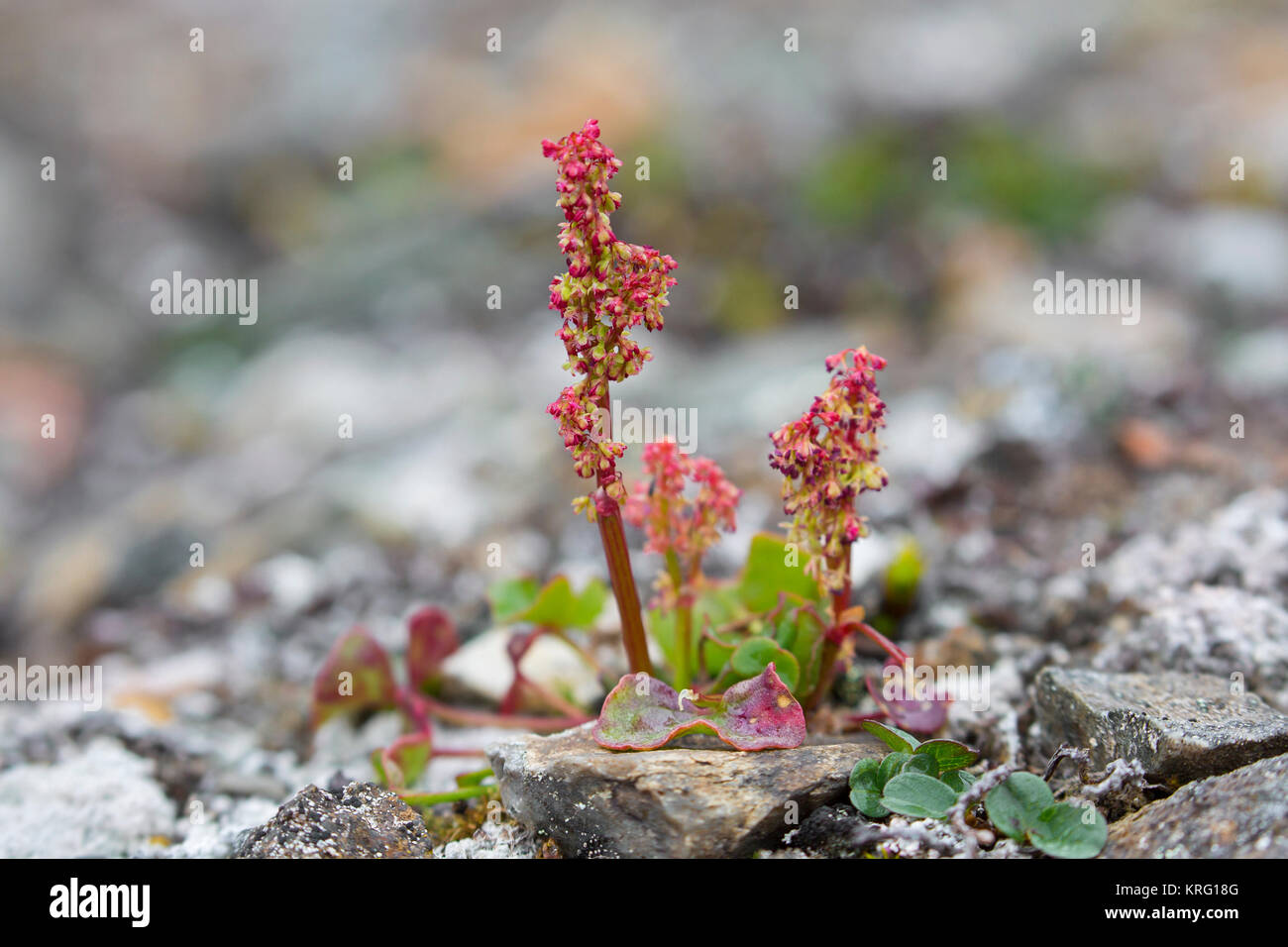 Mountain sorrel / l'oxalide petite oseille / Alpine / Alpine mountain-sorrel (digyna Oxyria) en fleur sur la toundra arctique Banque D'Images