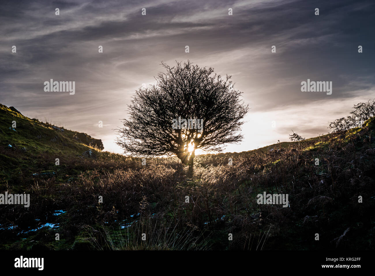 Arbre isolé sur la crête d'une colline avec le soleil derrière. Banque D'Images