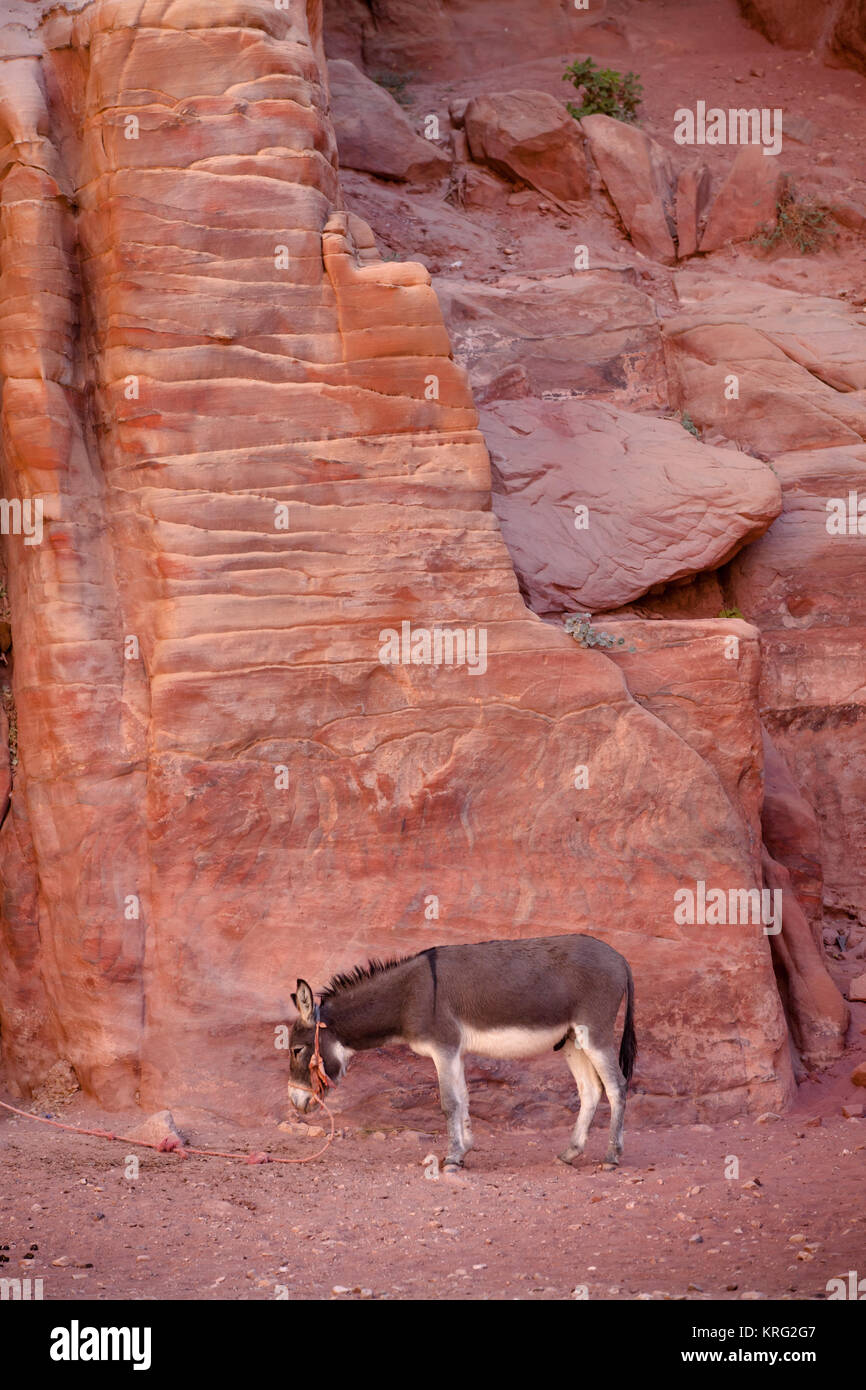 Âne reposait près de rock dans le parc national de Petra. La Jordanie. Banque D'Images