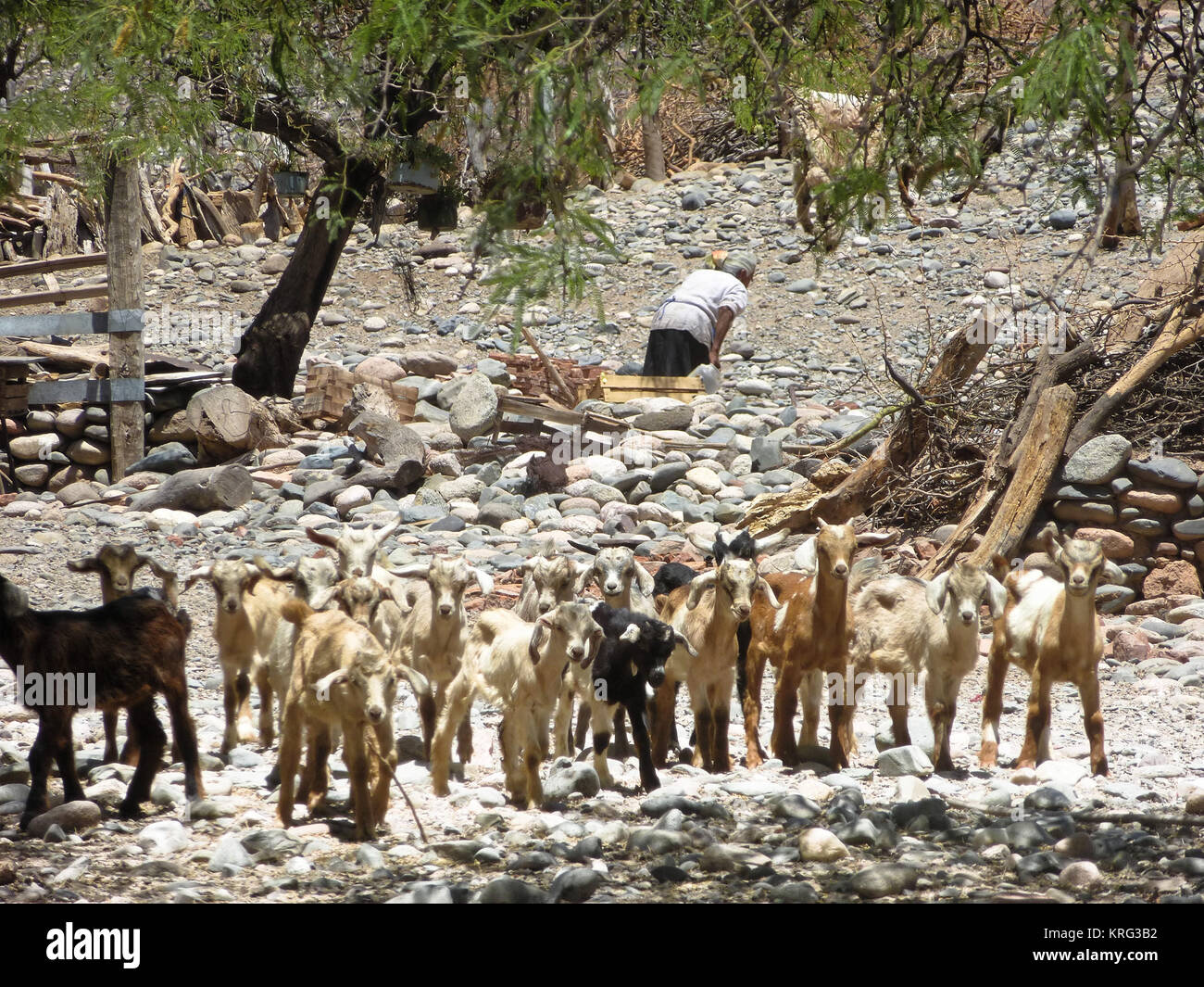 Chèvres sur ruta 40, Cafayate, Argentine. Banque D'Images
