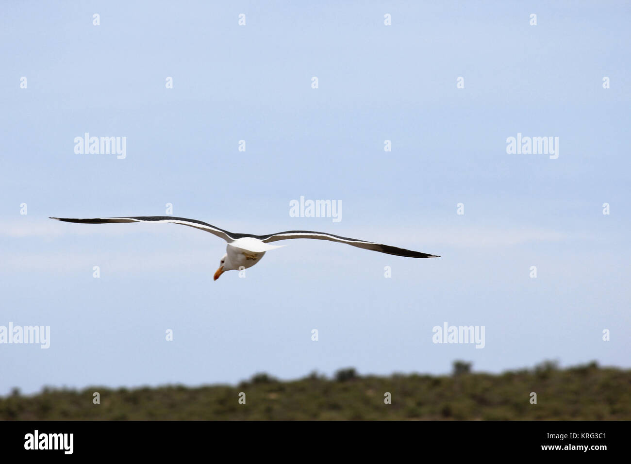 Kelp gull, la Péninsule de Valdès, Chubut, Argentine. Banque D'Images