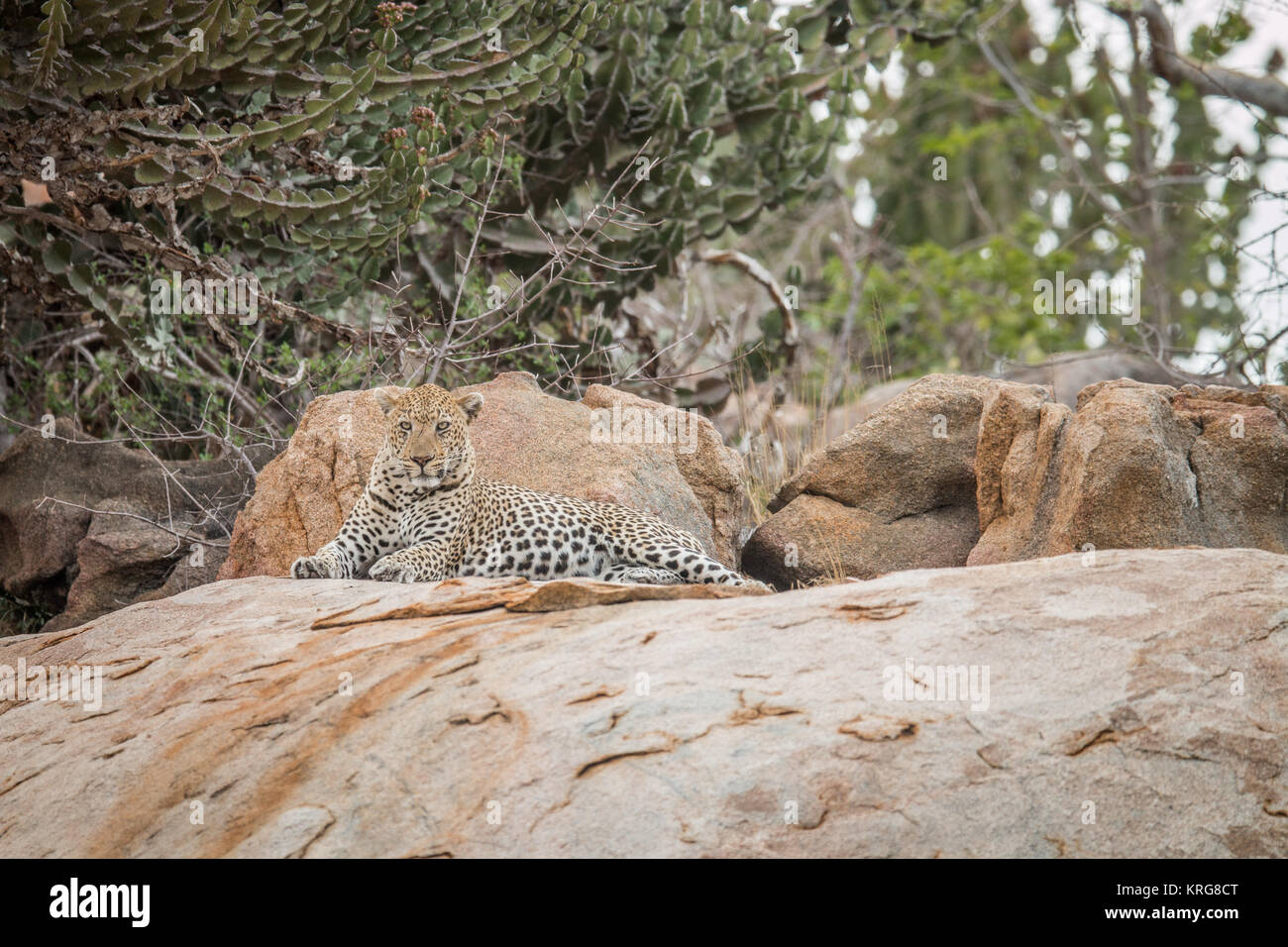 Leopard sur les rochers. Banque D'Images